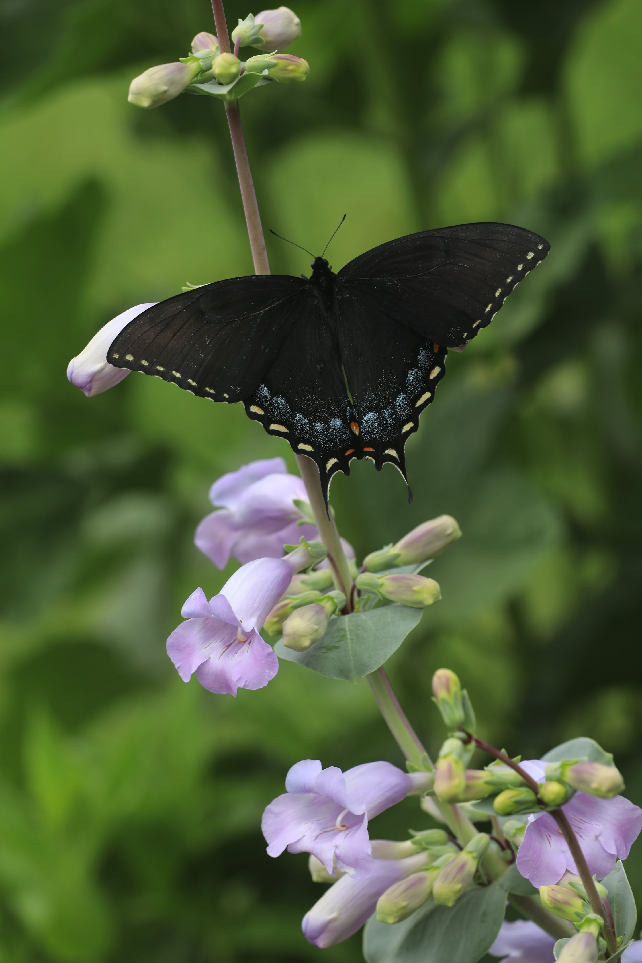 Native Penstemon Penstemon grandiflorus (large-flowered beardtongue) – Tend Native Plants