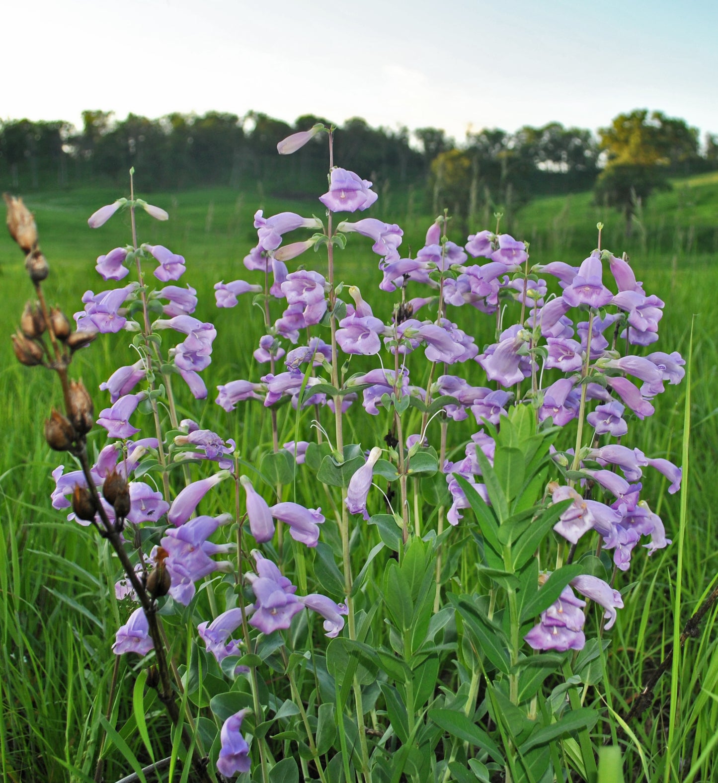 Penstemon grandiflorus (large-flowered beardtongue)