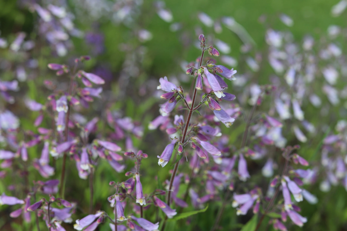 Penstemon hirsutus (hairy beardtongue)