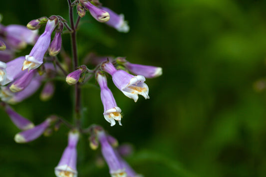 Penstemon hirsutus (hairy beardtongue)