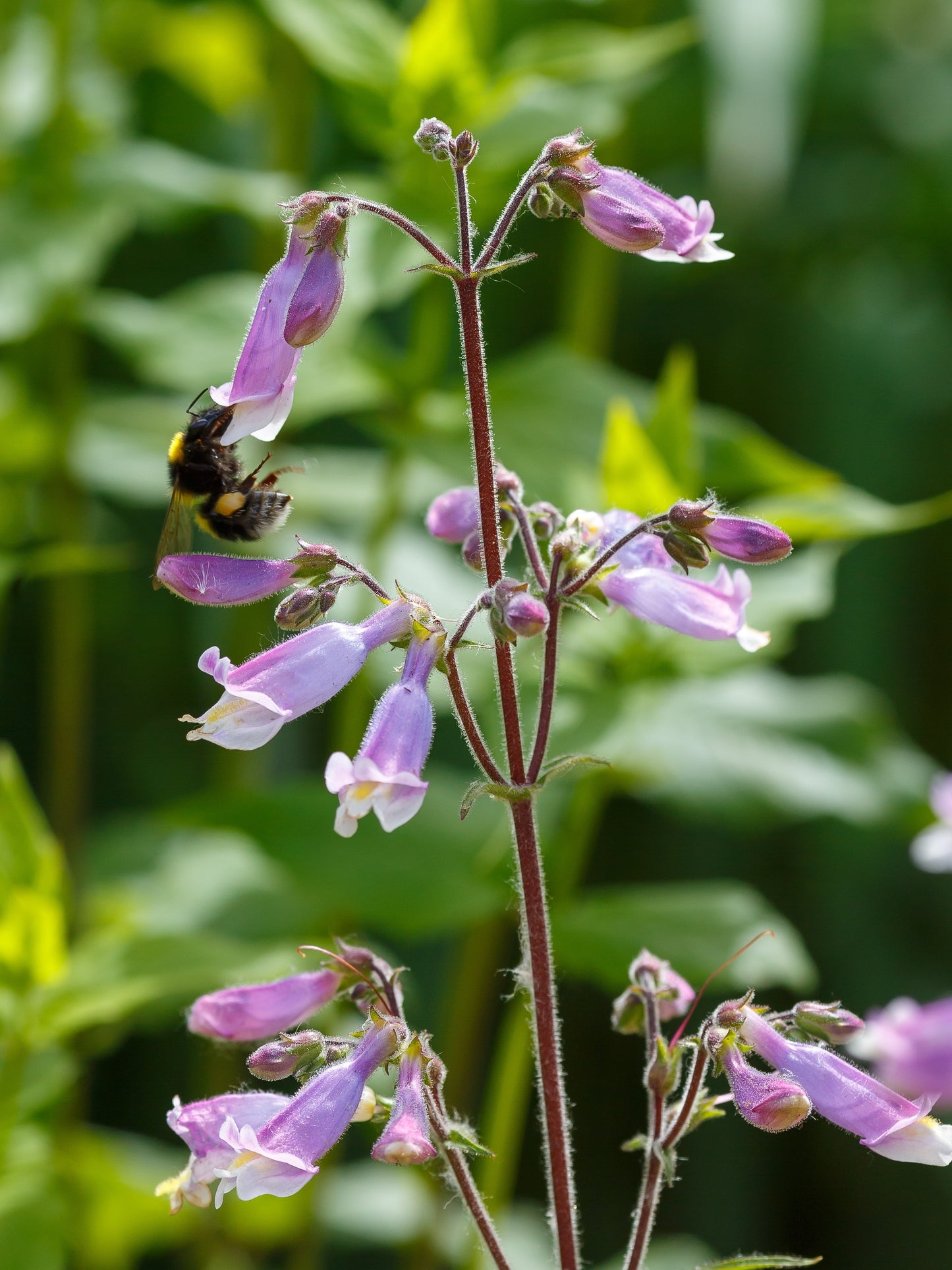 Penstemon hirsutus (hairy beardtongue)