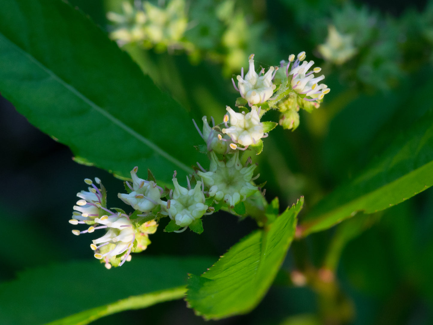 Penthorum sedoides (ditch stonecrop)