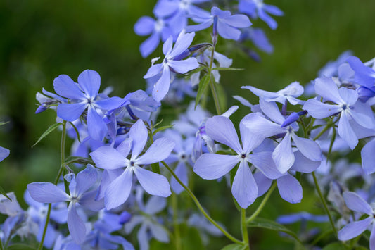 Phlox divaricata (wild blue phlox)