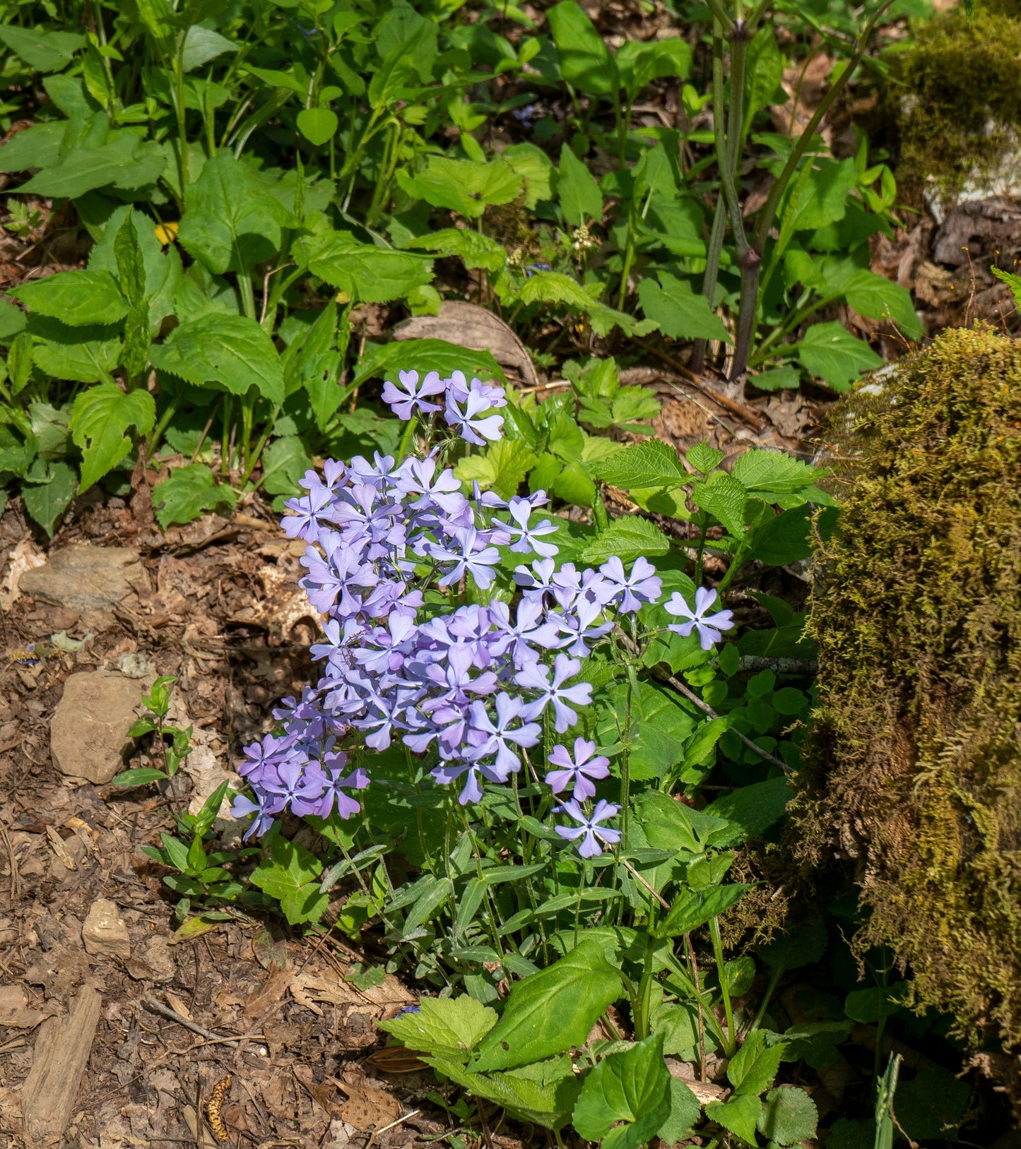 Phlox divaricata (wild blue phlox)