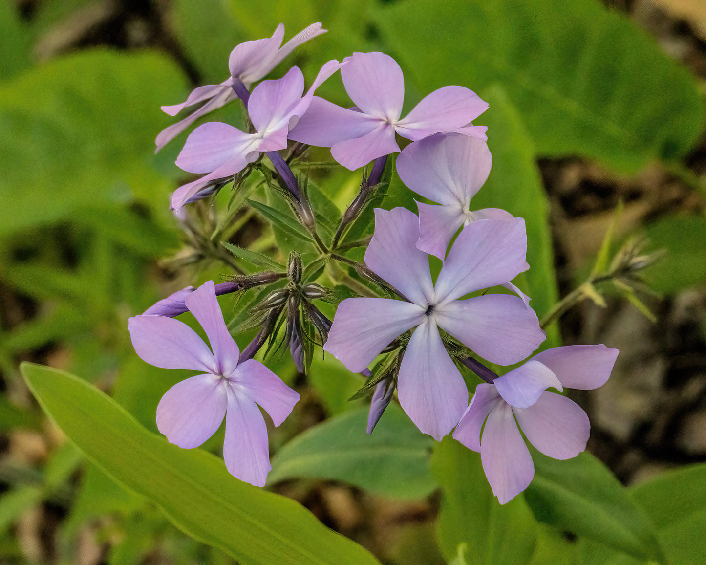 Phlox divaricata (wild blue phlox)