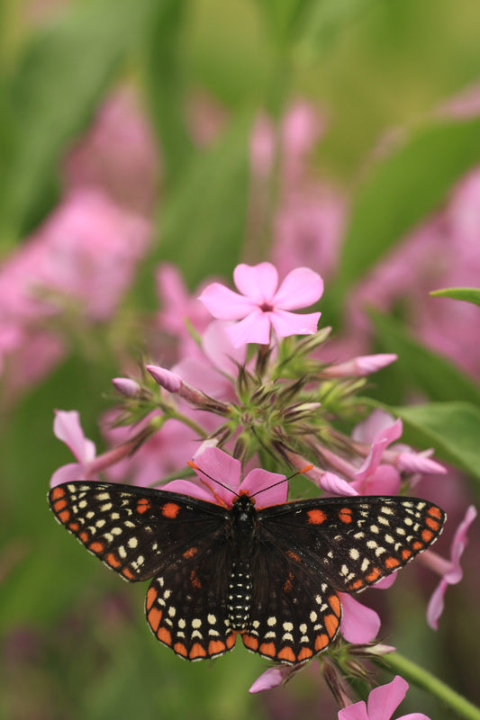 Phlox pilosa (prairie phlox)