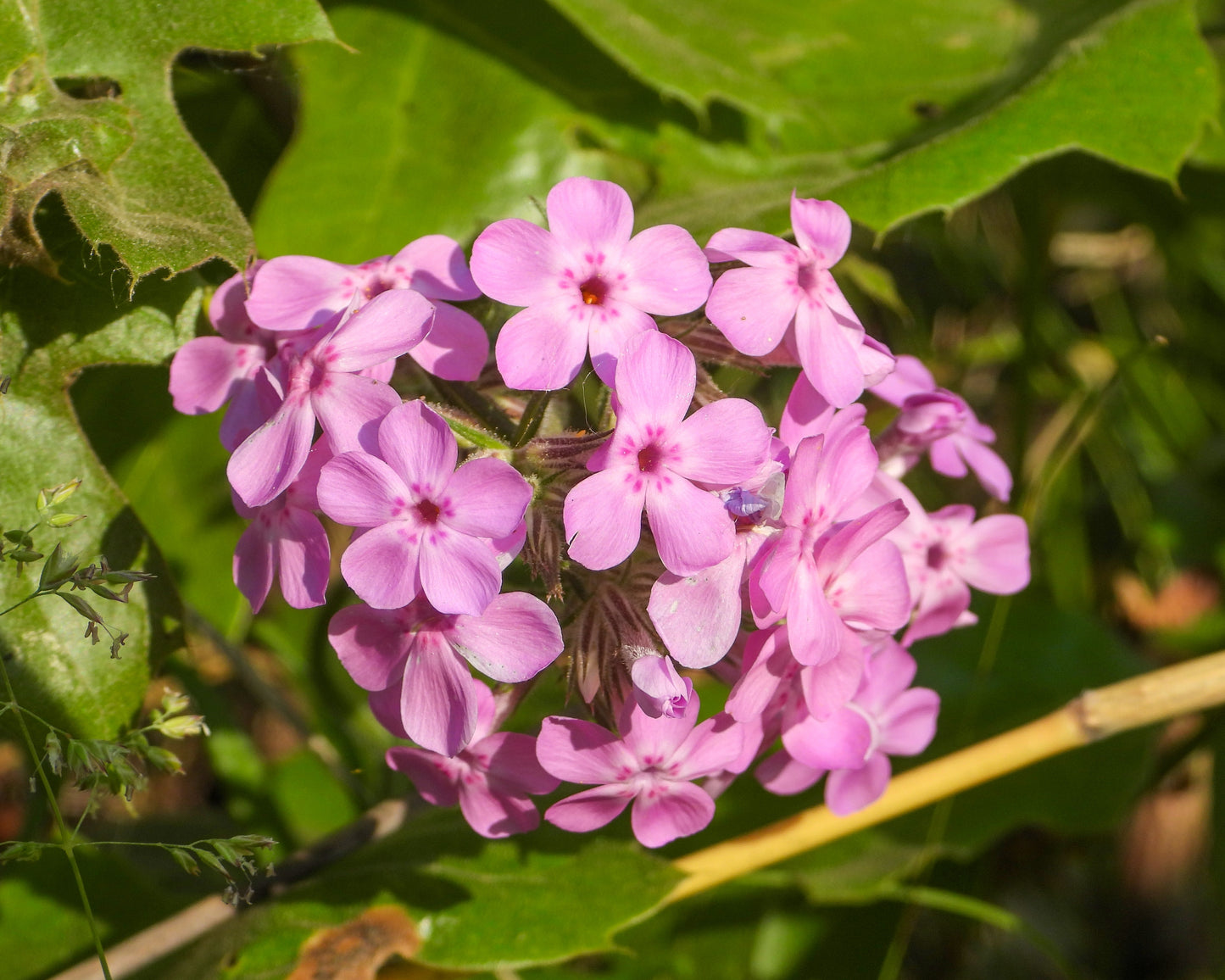 Phlox pilosa (prairie phlox)