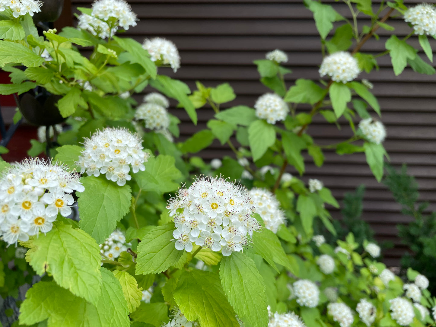 Physocarpus opulifolius (common ninebark)