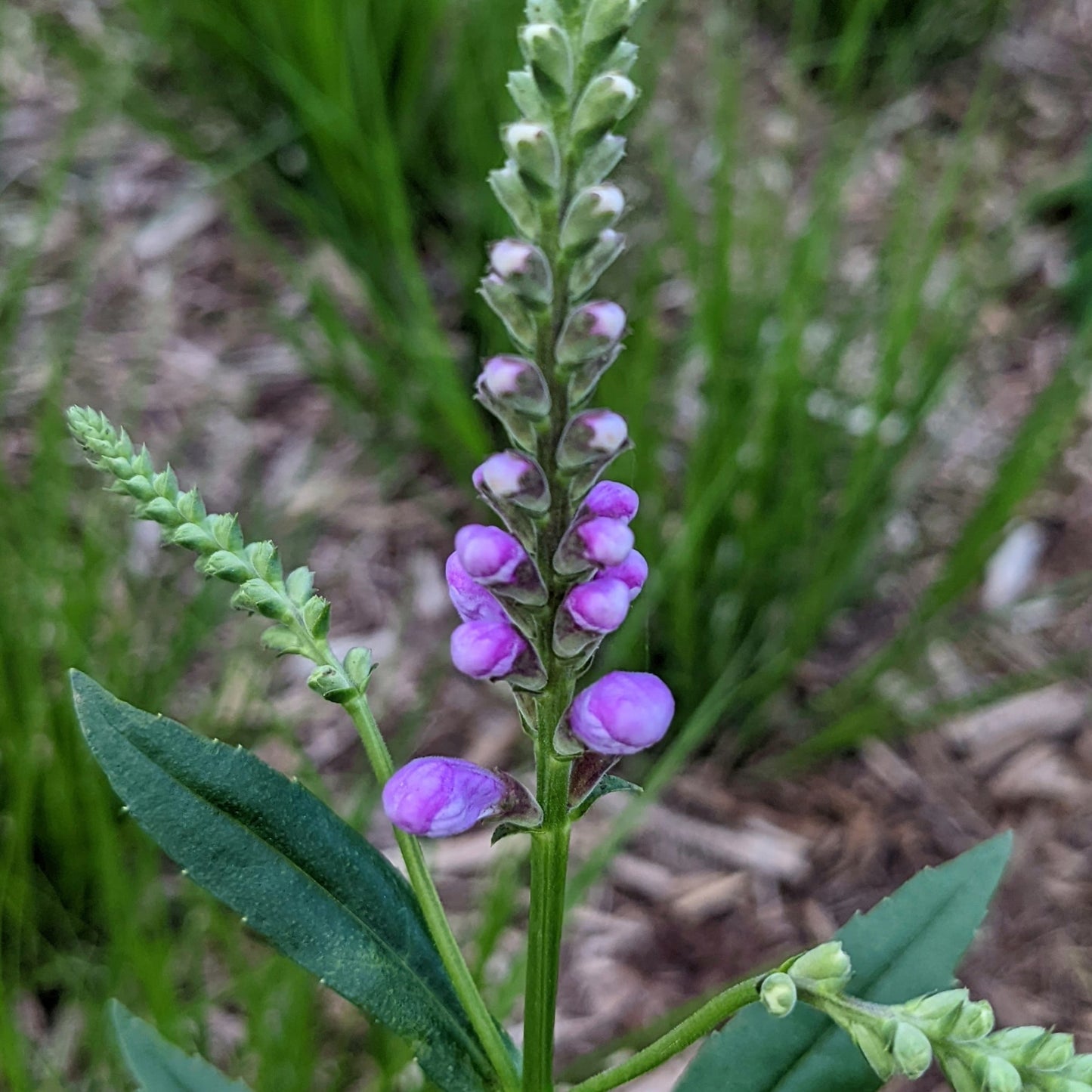 Physostegia virginiana (obedient plant)