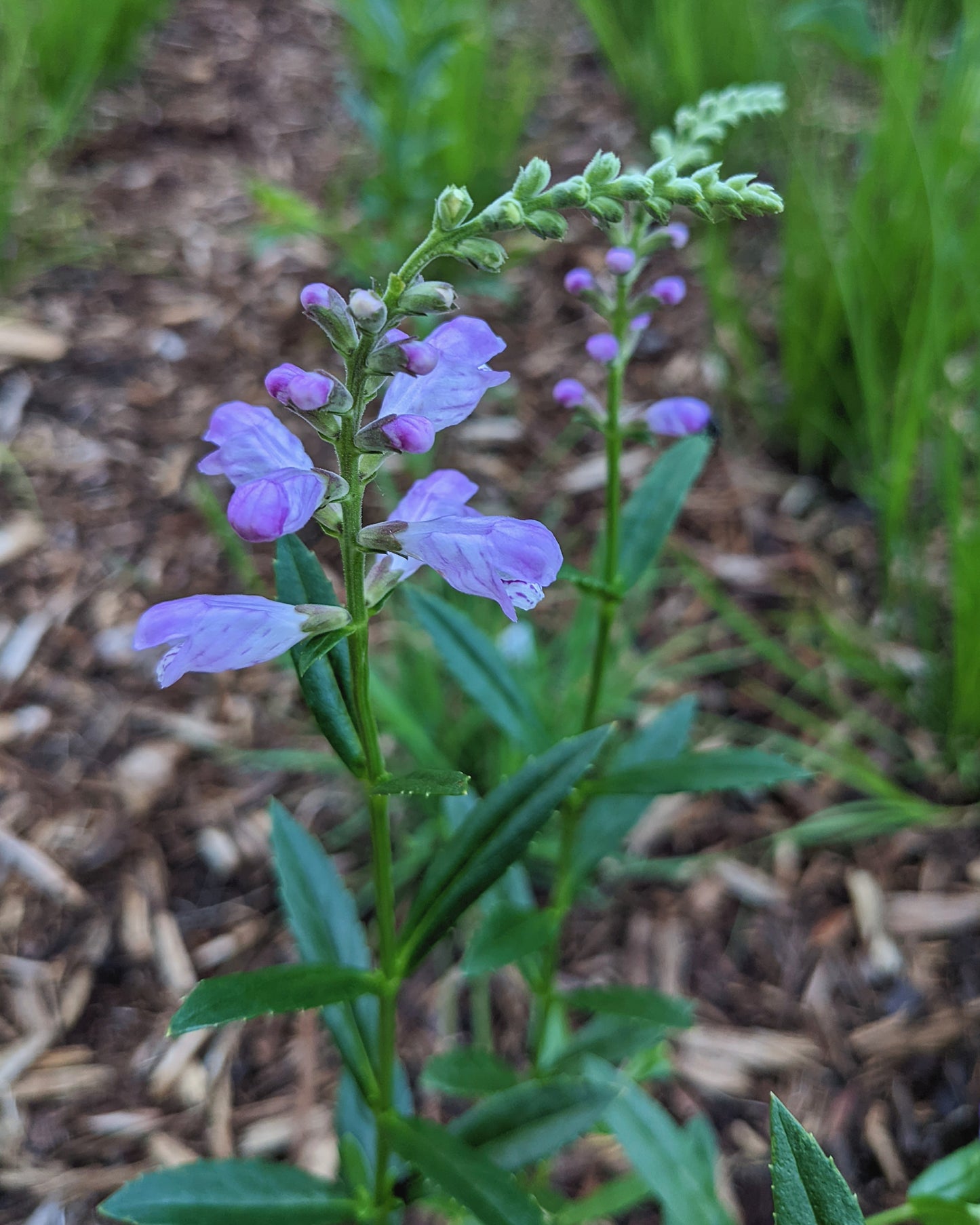 Physostegia virginiana (obedient plant)