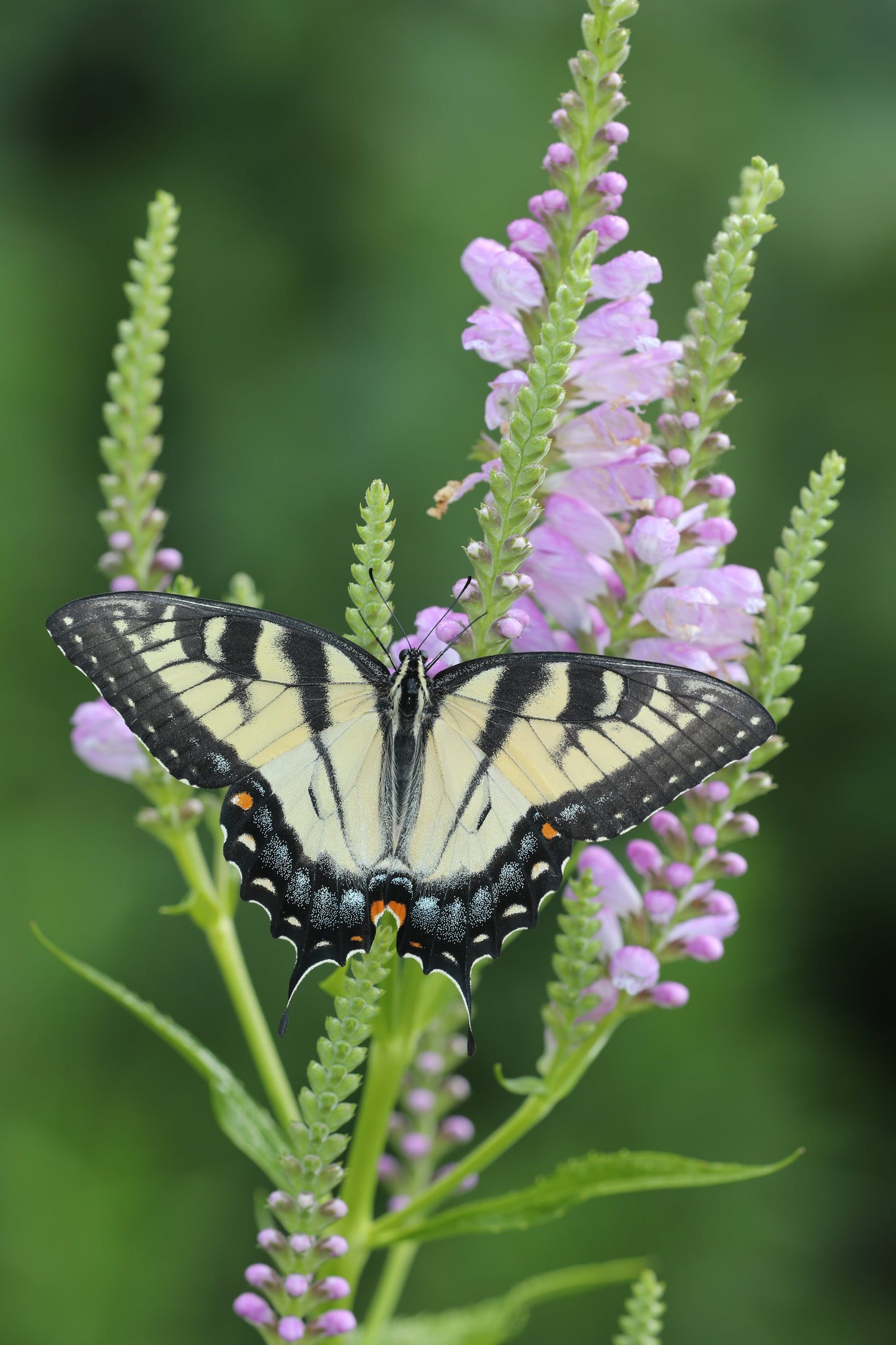 Physostegia virginiana (obedient plant)