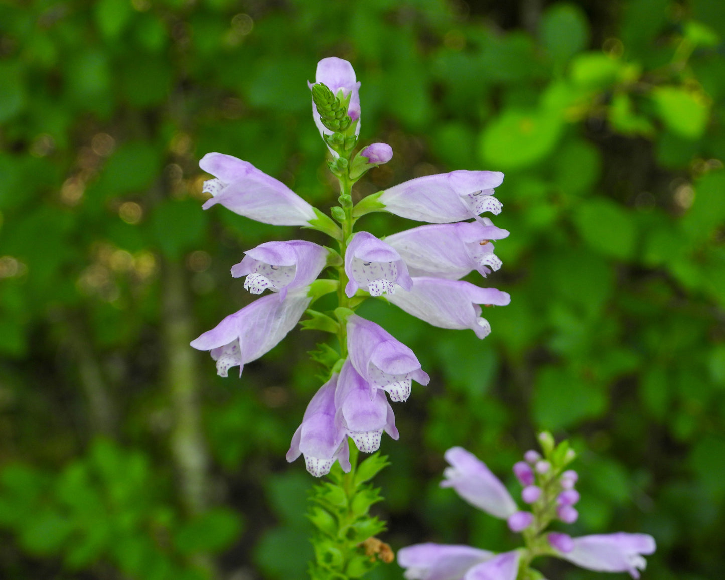 Physostegia virginiana (obedient plant)