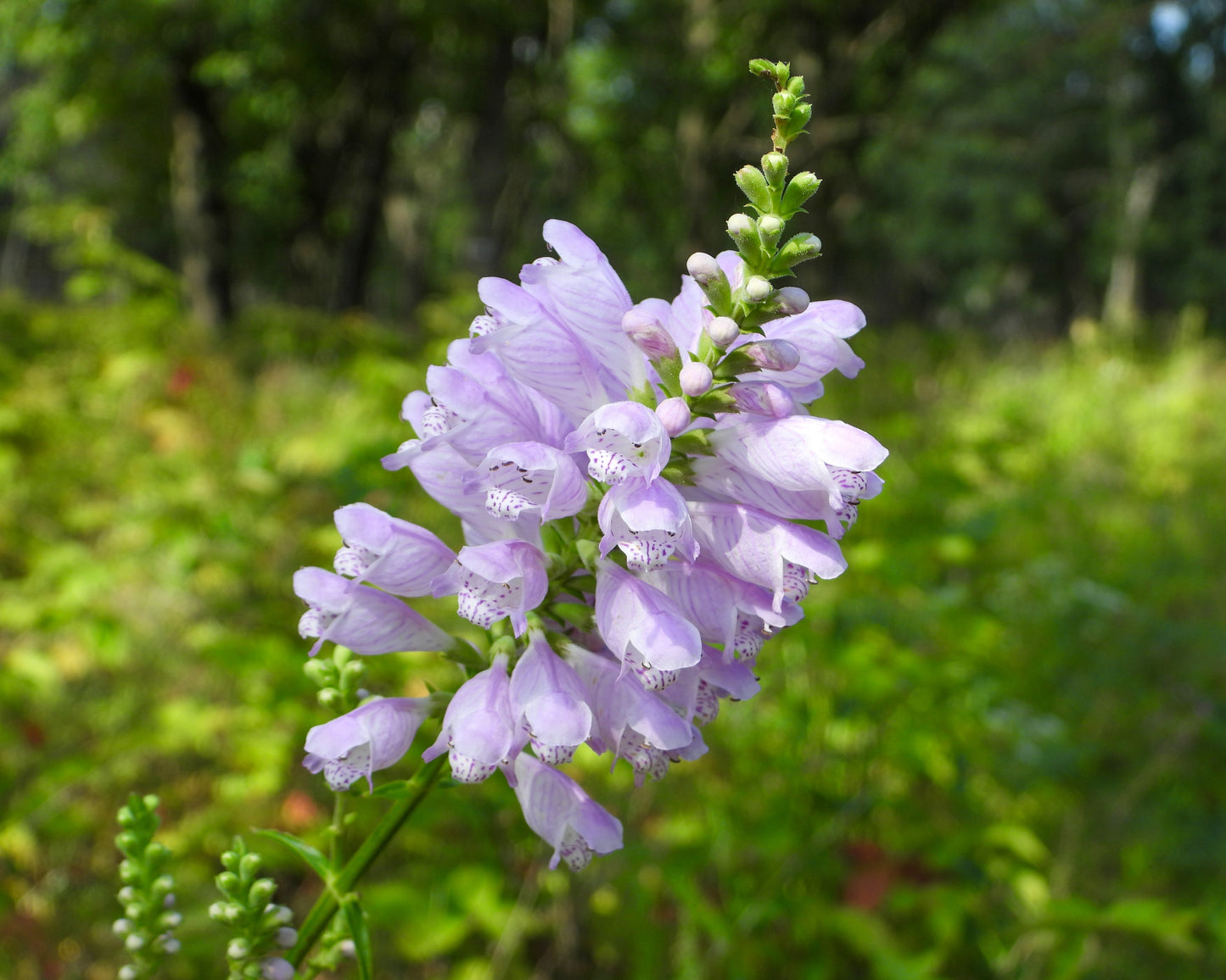 Physostegia virginiana (obedient plant)