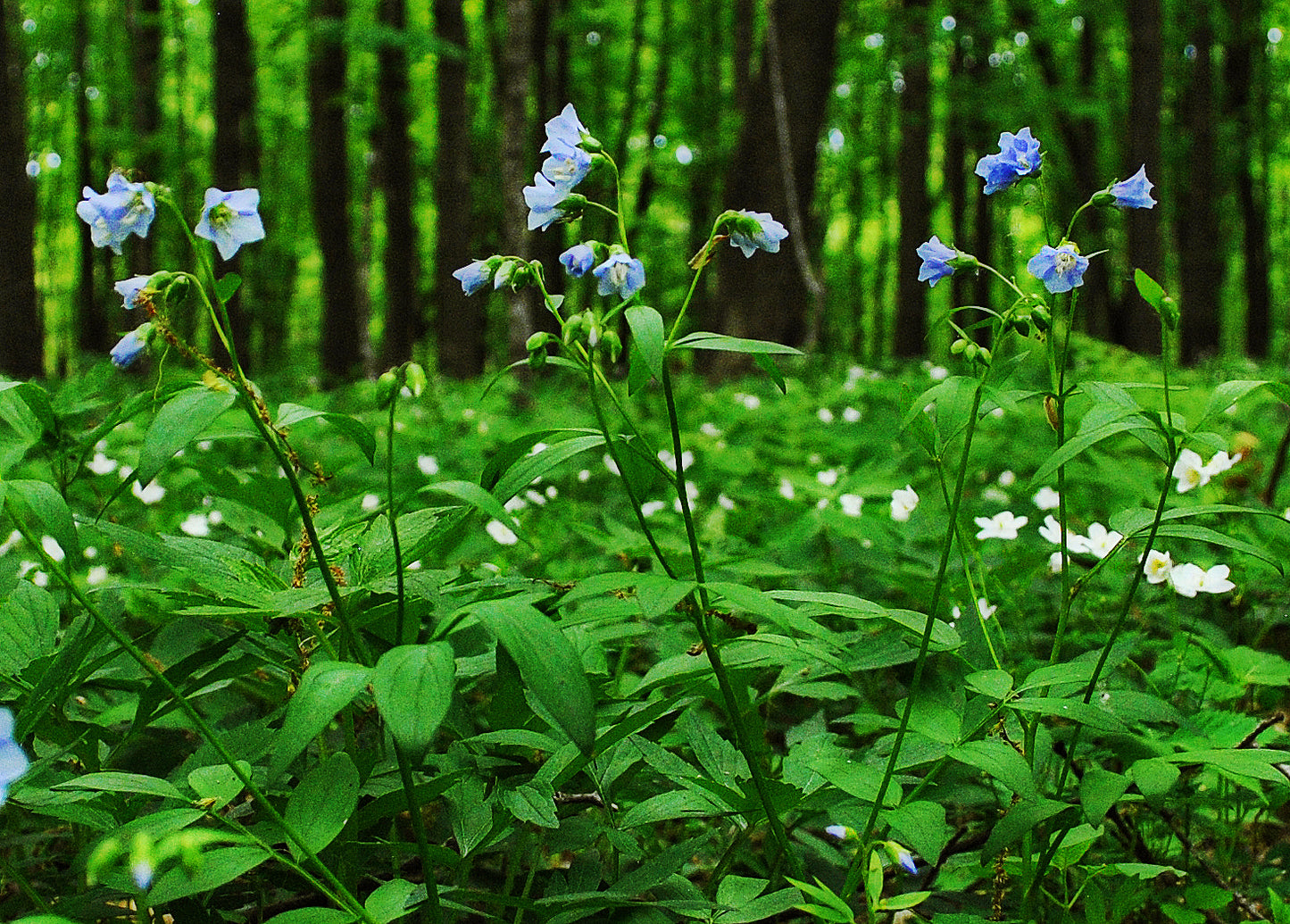 Polemonium reptans (Jacob's ladder)