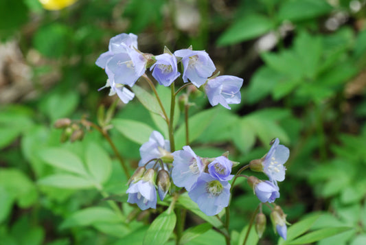 Polemonium reptans (Jacob's ladder)