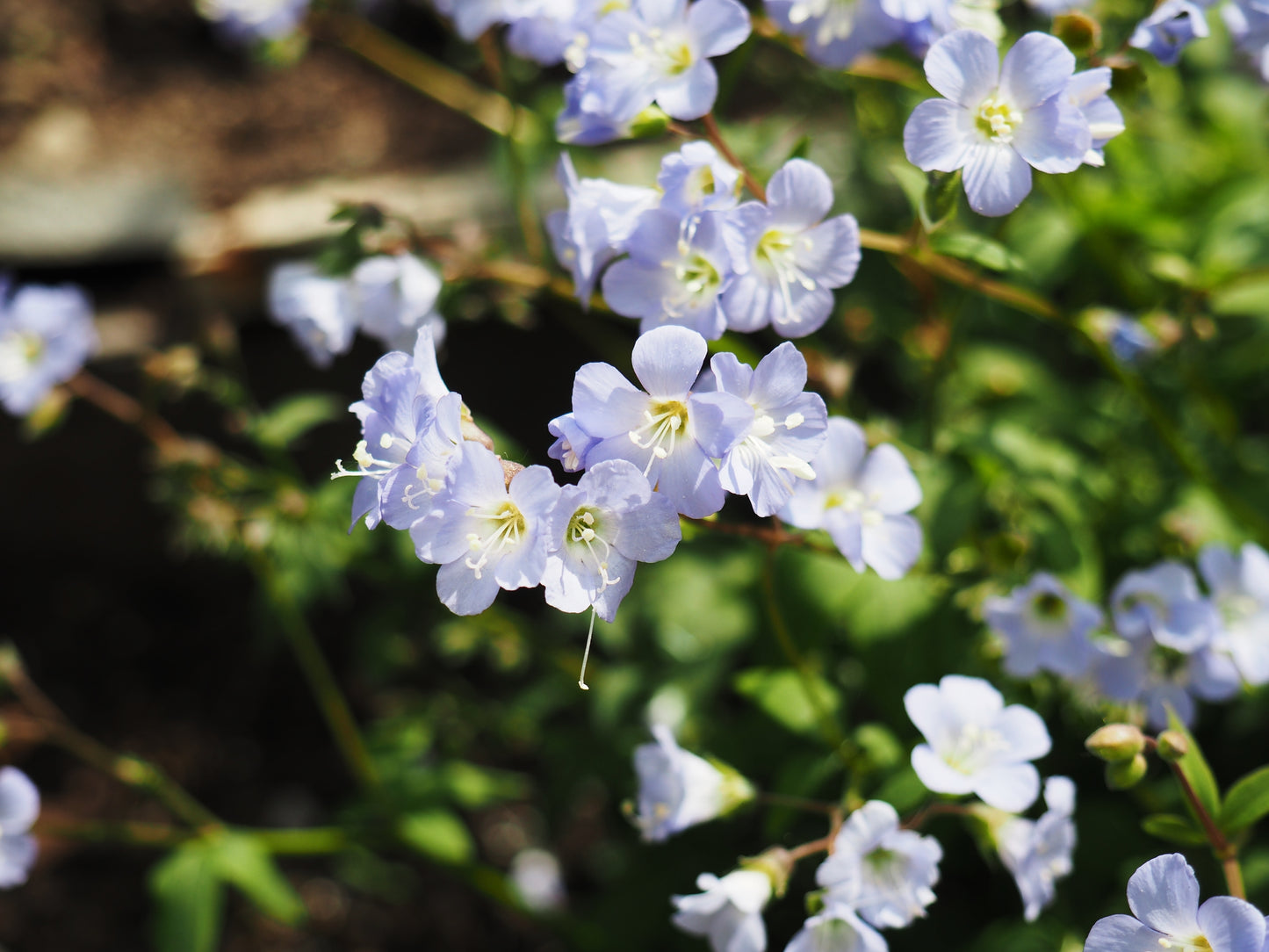 Polemonium reptans (Jacob's ladder)