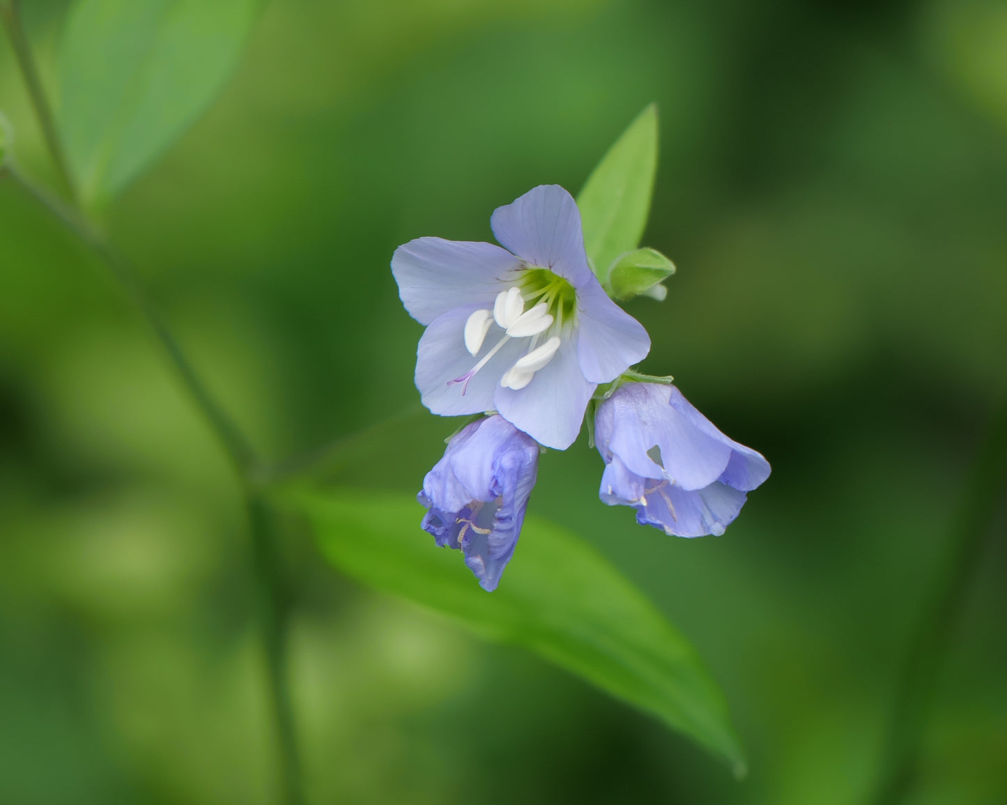 Polemonium reptans (Jacob's ladder)