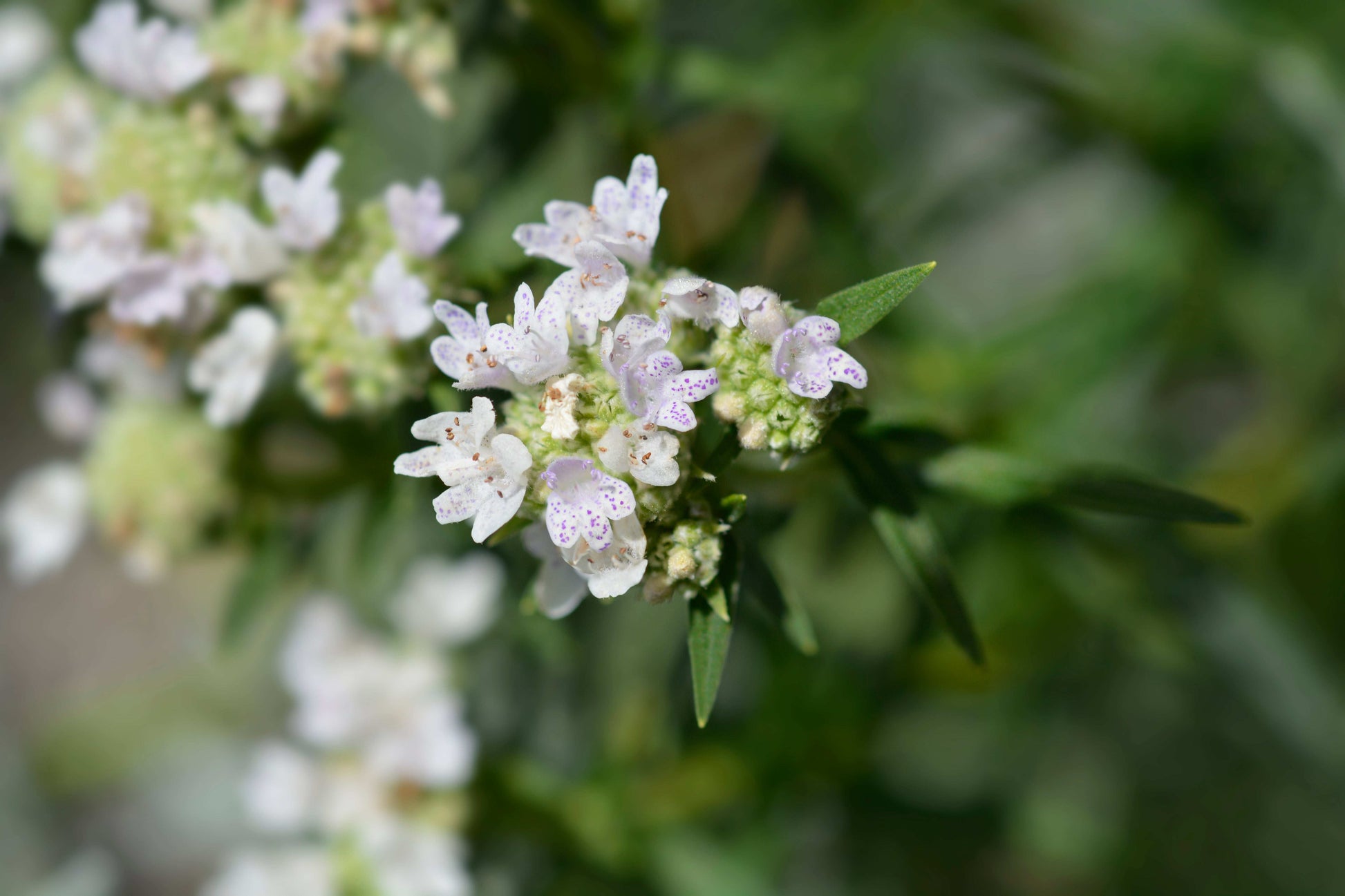 Pycnanthemum virginianum (mountain mint)