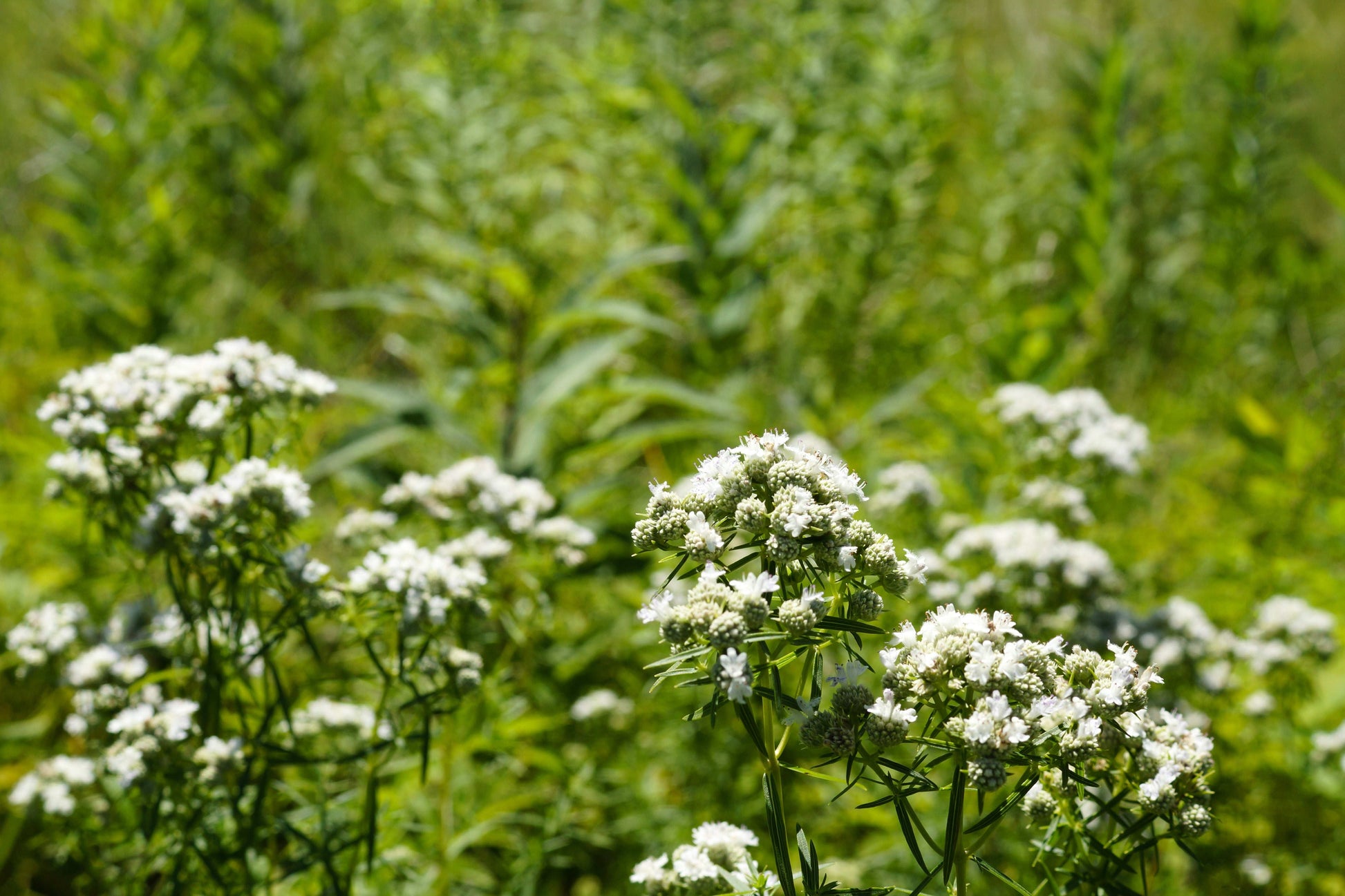 Pycnanthemum tenuifolium (slender mountain mint)