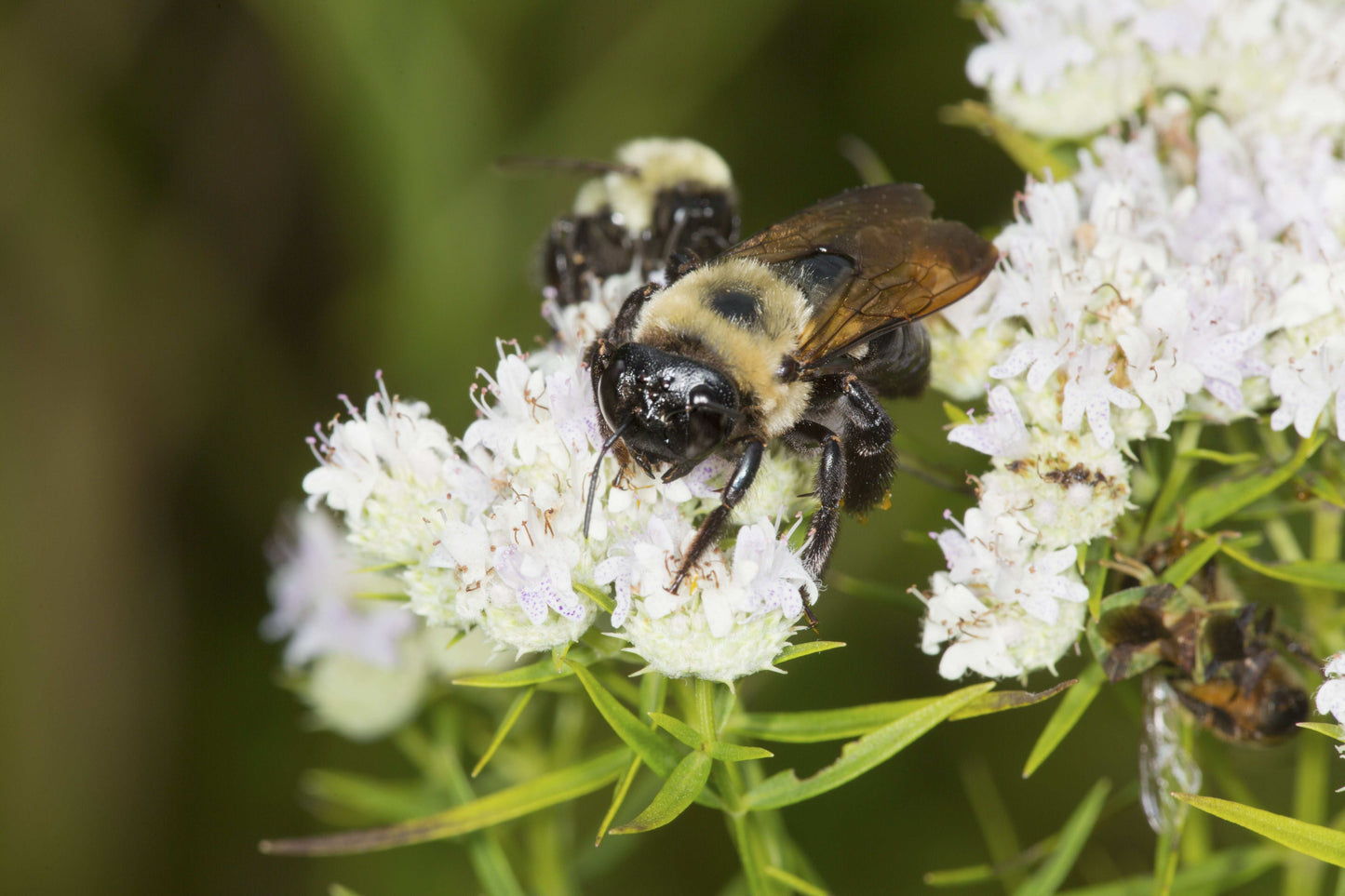 Pycnanthemum tenuifolium (slender mountain mint)