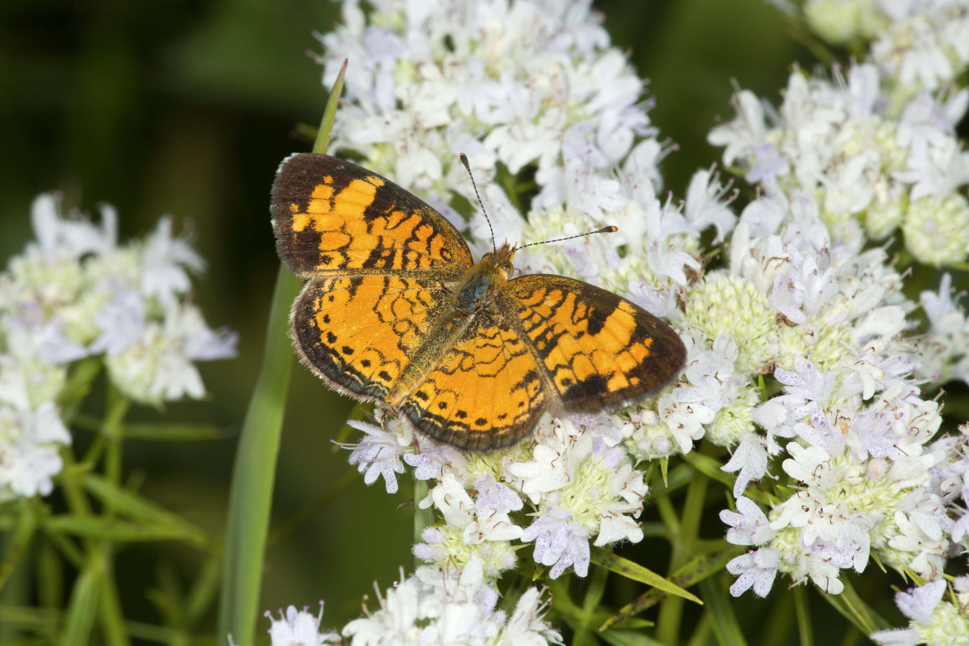 Pycnanthemum tenuifolium (slender mountain mint)