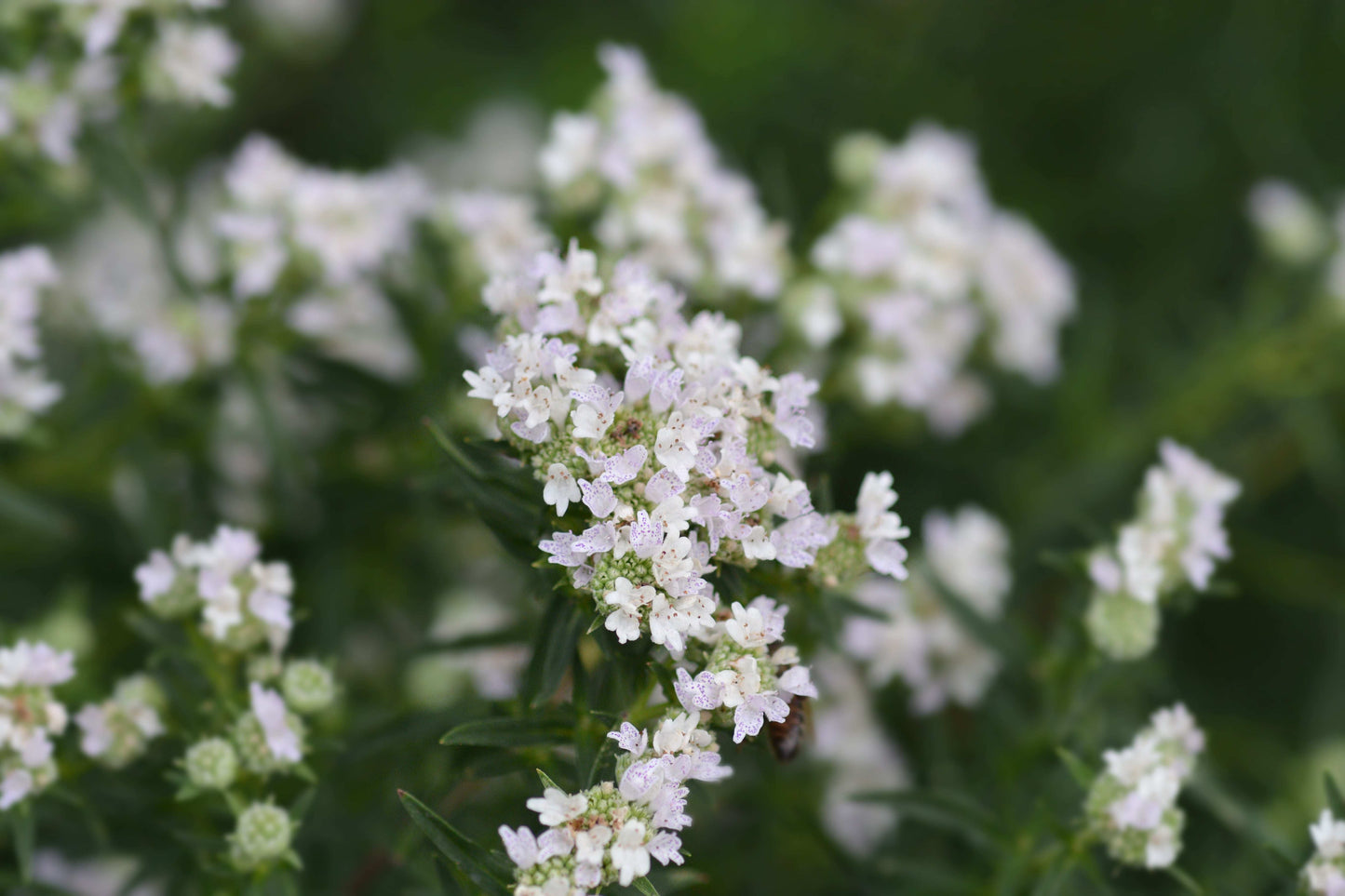 Pycnanthemum virginianum (mountain mint)