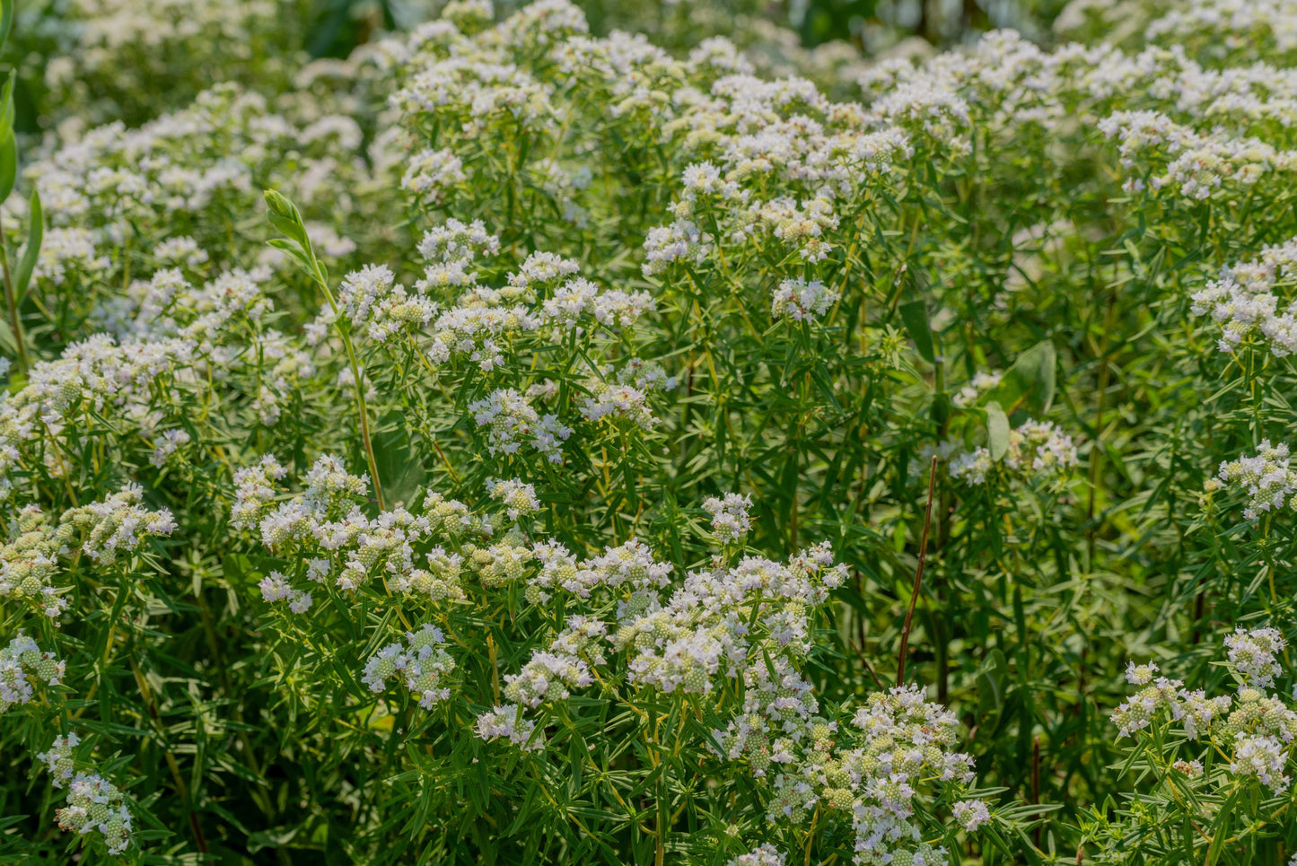 Pycnanthemum virginianum (mountain mint)