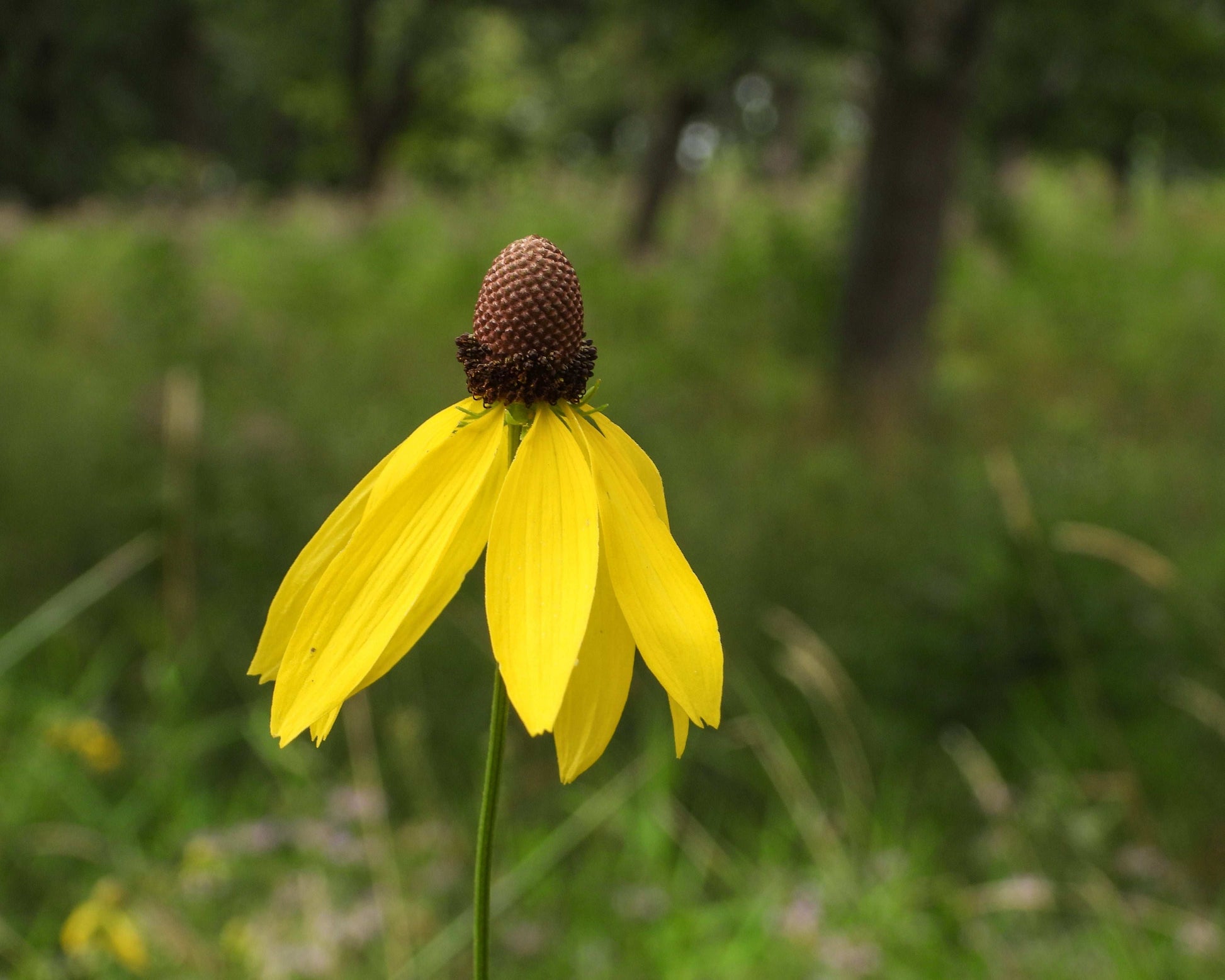 Ratibida pinnata (yellow coneflower)