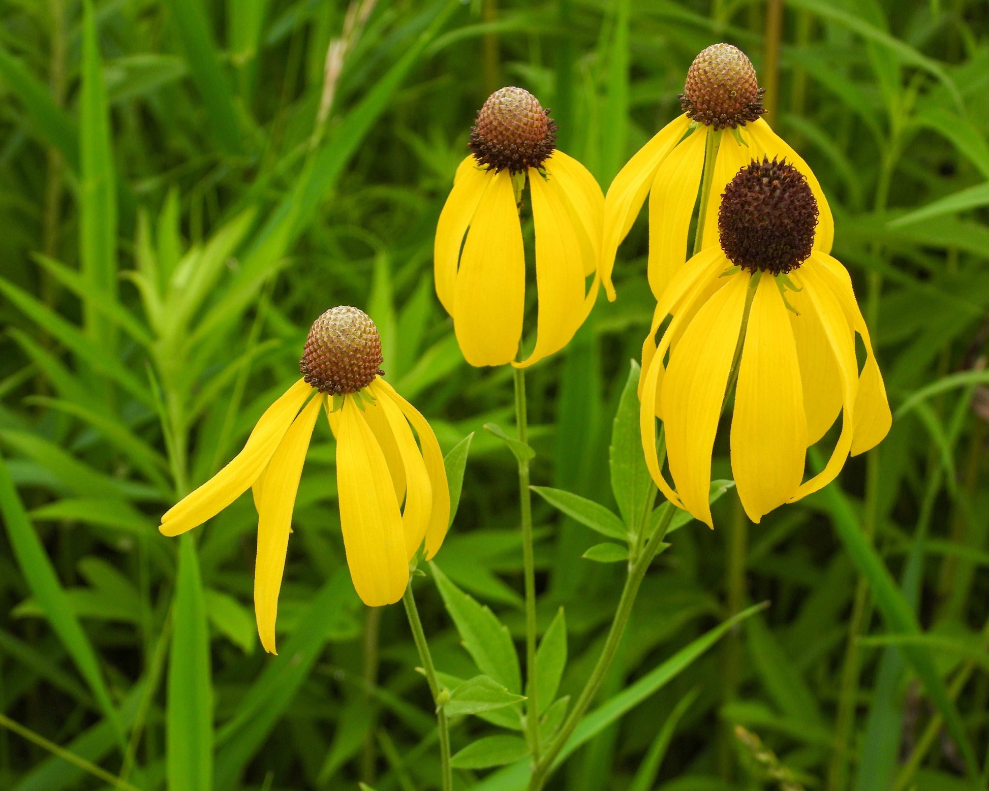 Ratibida pinnata (yellow coneflower)