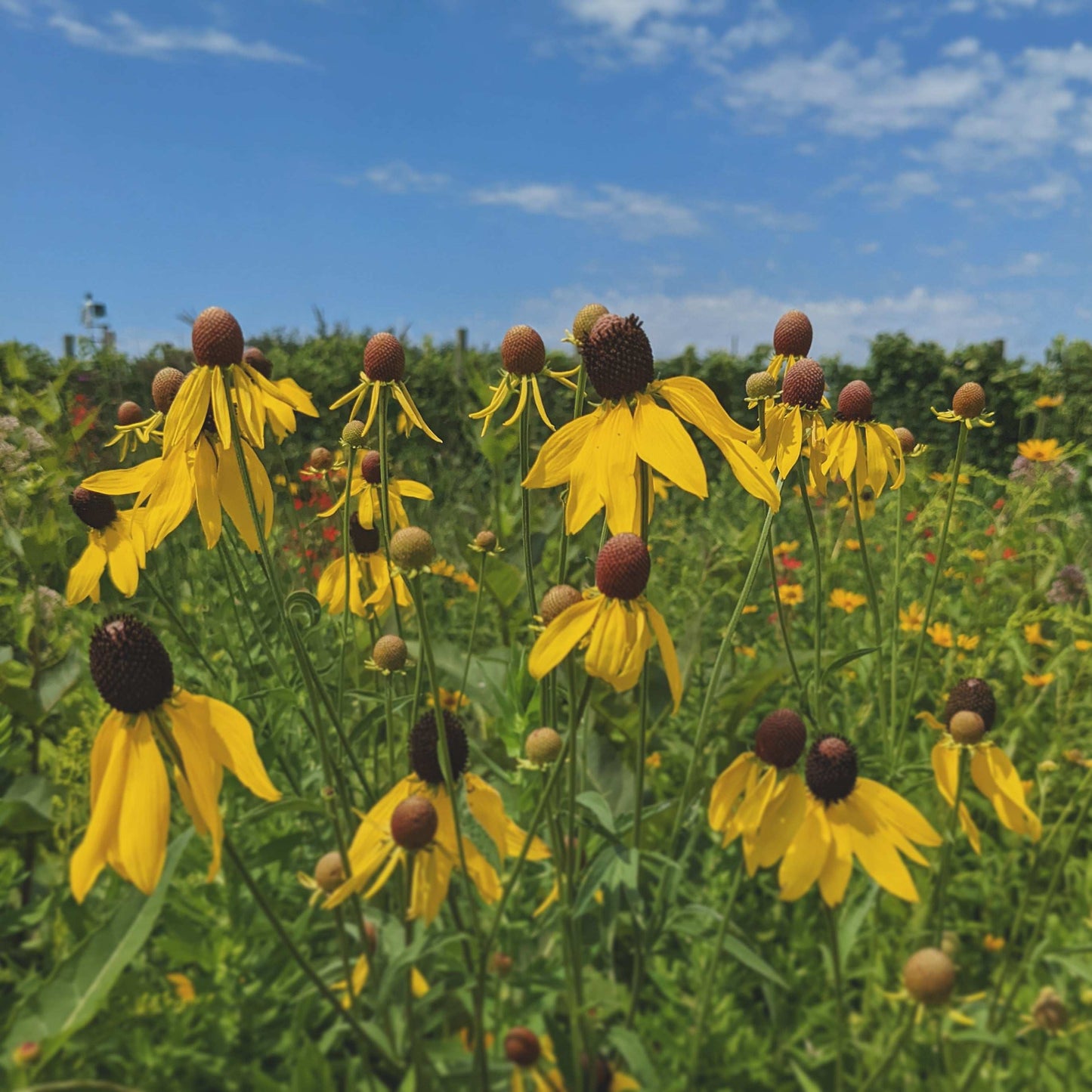 Ratibida pinnata (yellow coneflower)