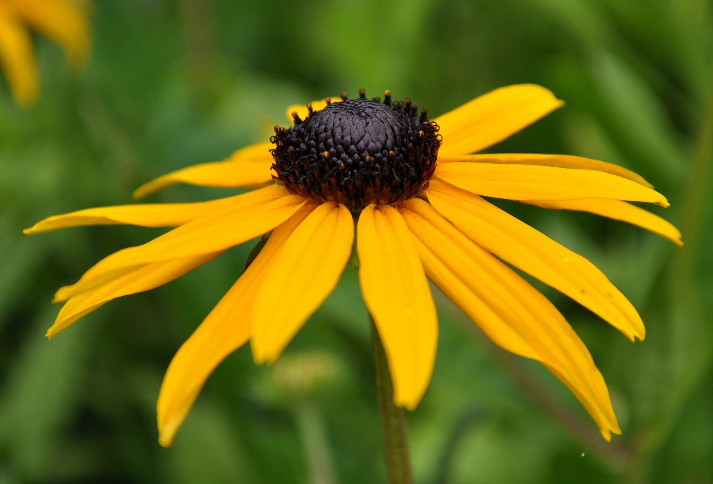 Rudbeckia fulgida (orange coneflower)
