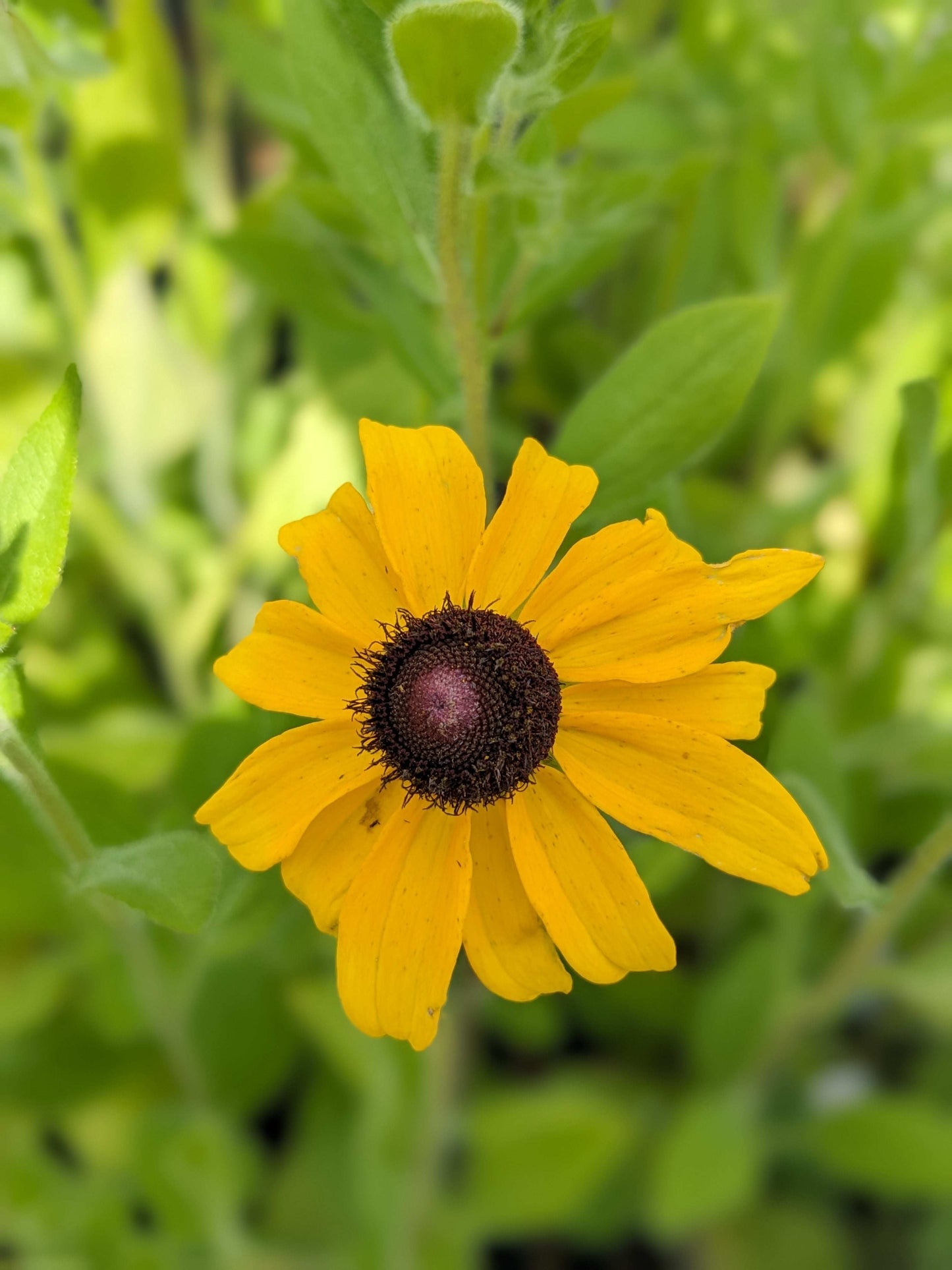 Rudbeckia hirta (black-eyed Susan)