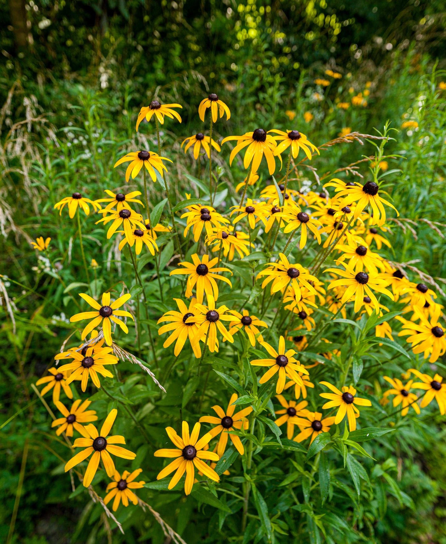 Rudbeckia hirta (black-eyed Susan)