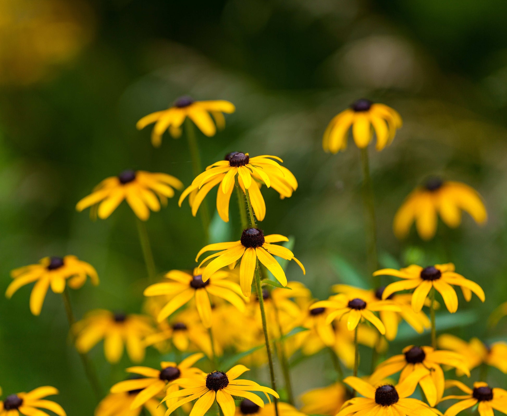 Rudbeckia hirta (black-eyed Susan)