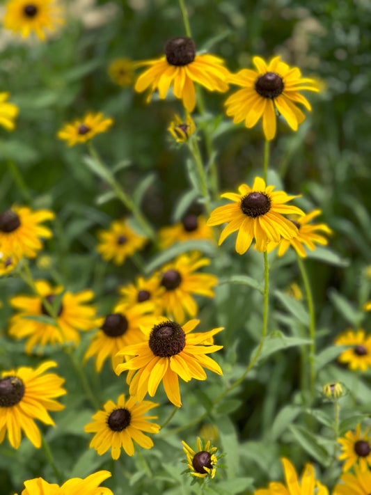 Rudbeckia hirta (black-eyed Susan)