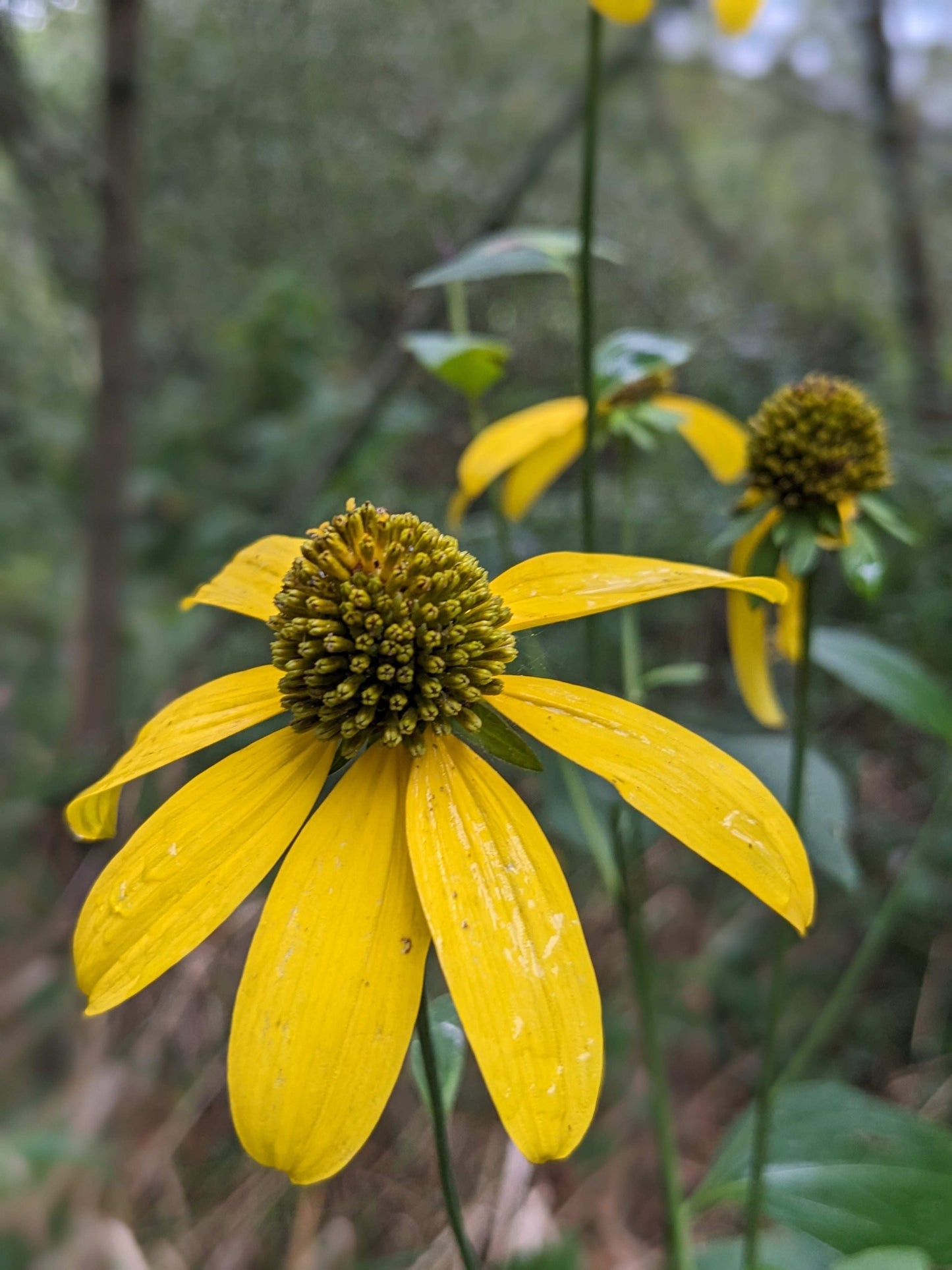 Rudbeckia laciniata (wild golden glow)