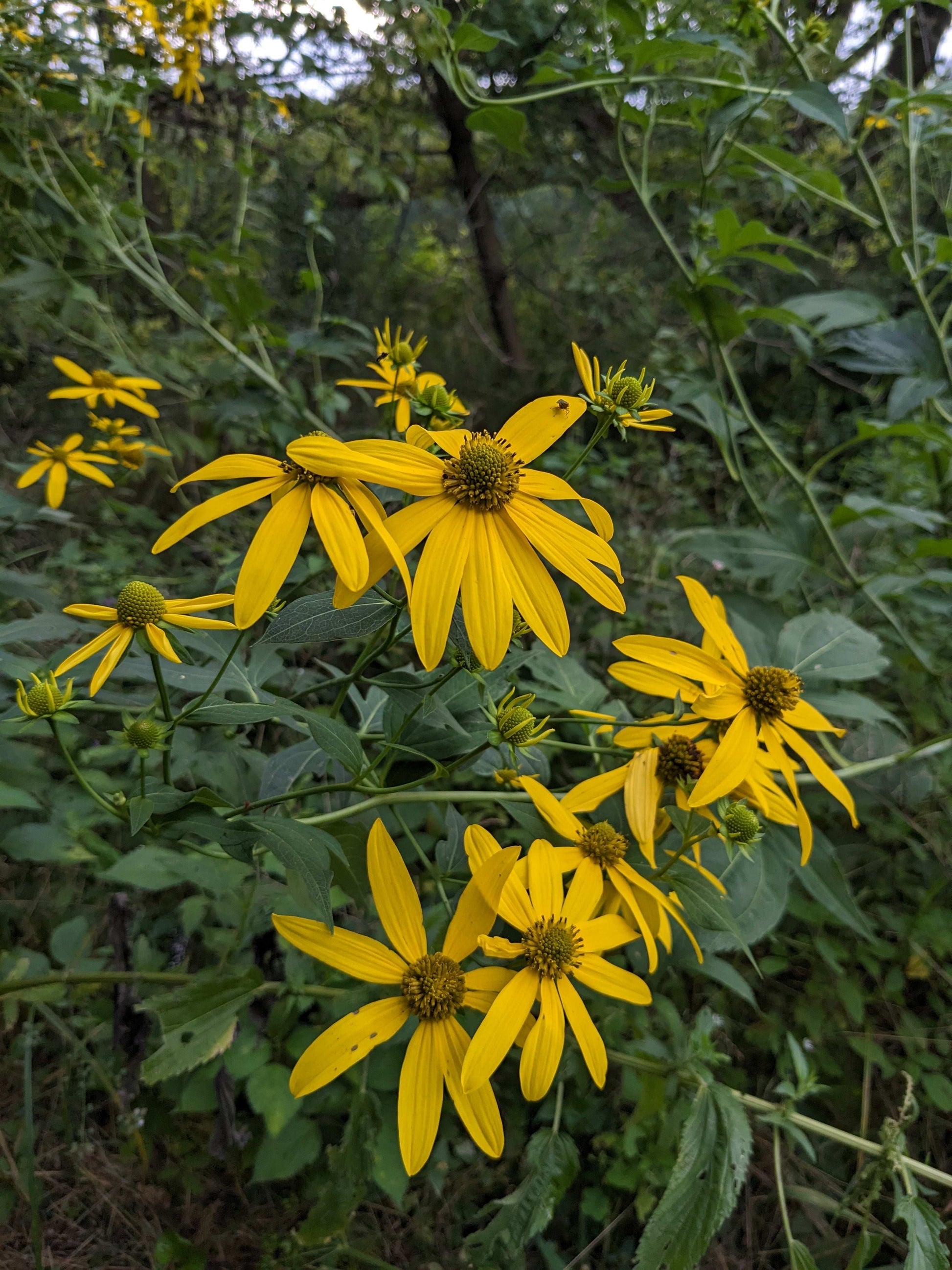 Rudbeckia laciniata (wild golden glow)