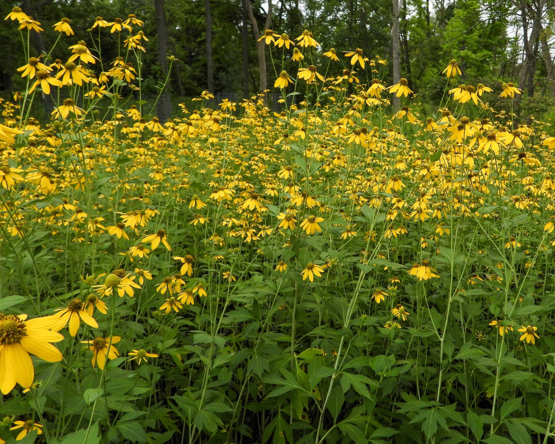 Rudbeckia laciniata (wild golden glow)