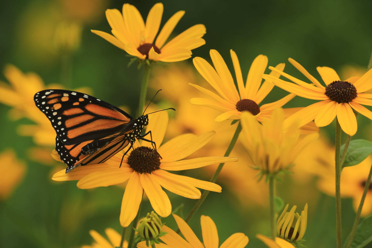 Rudbeckia subtomentosa (sweet black-eyed Susan)