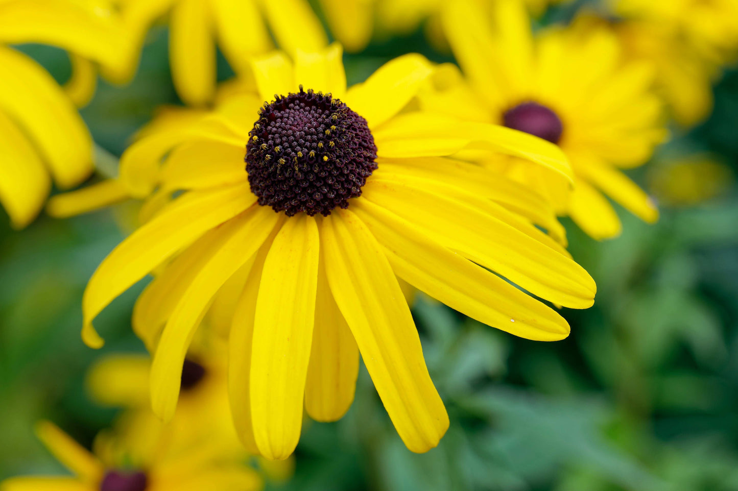 Rudbeckia subtomentosa (sweet black-eyed Susan)