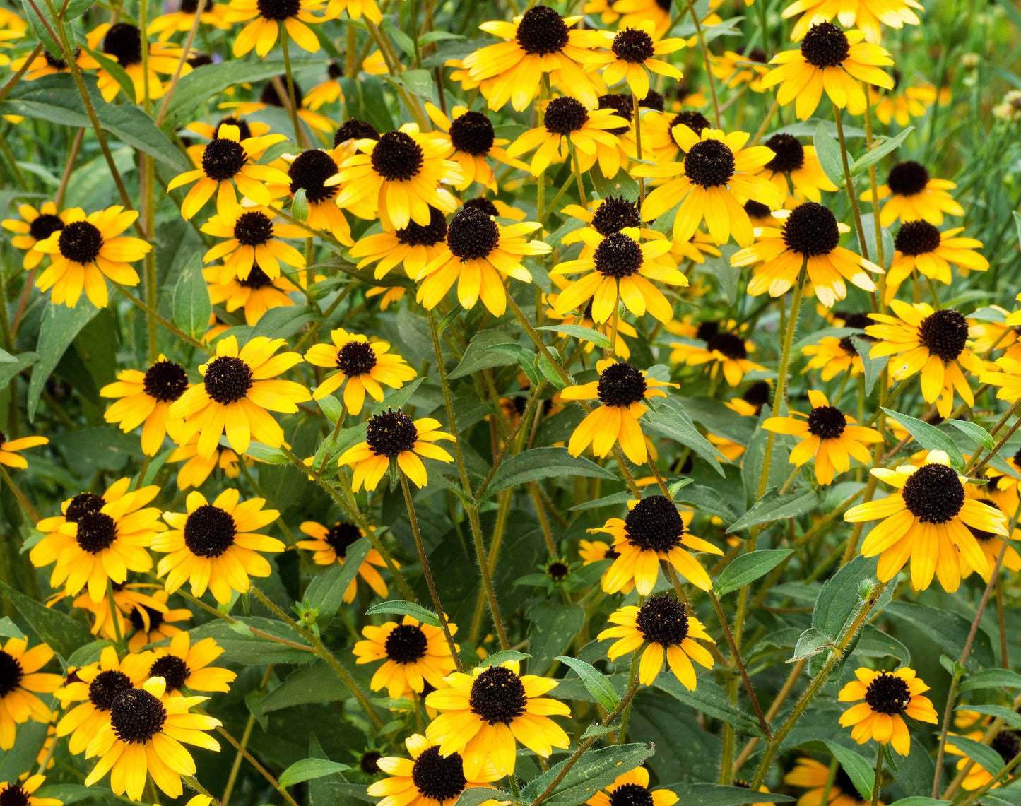 Rudbeckia triloba (brown-eyed Susan)