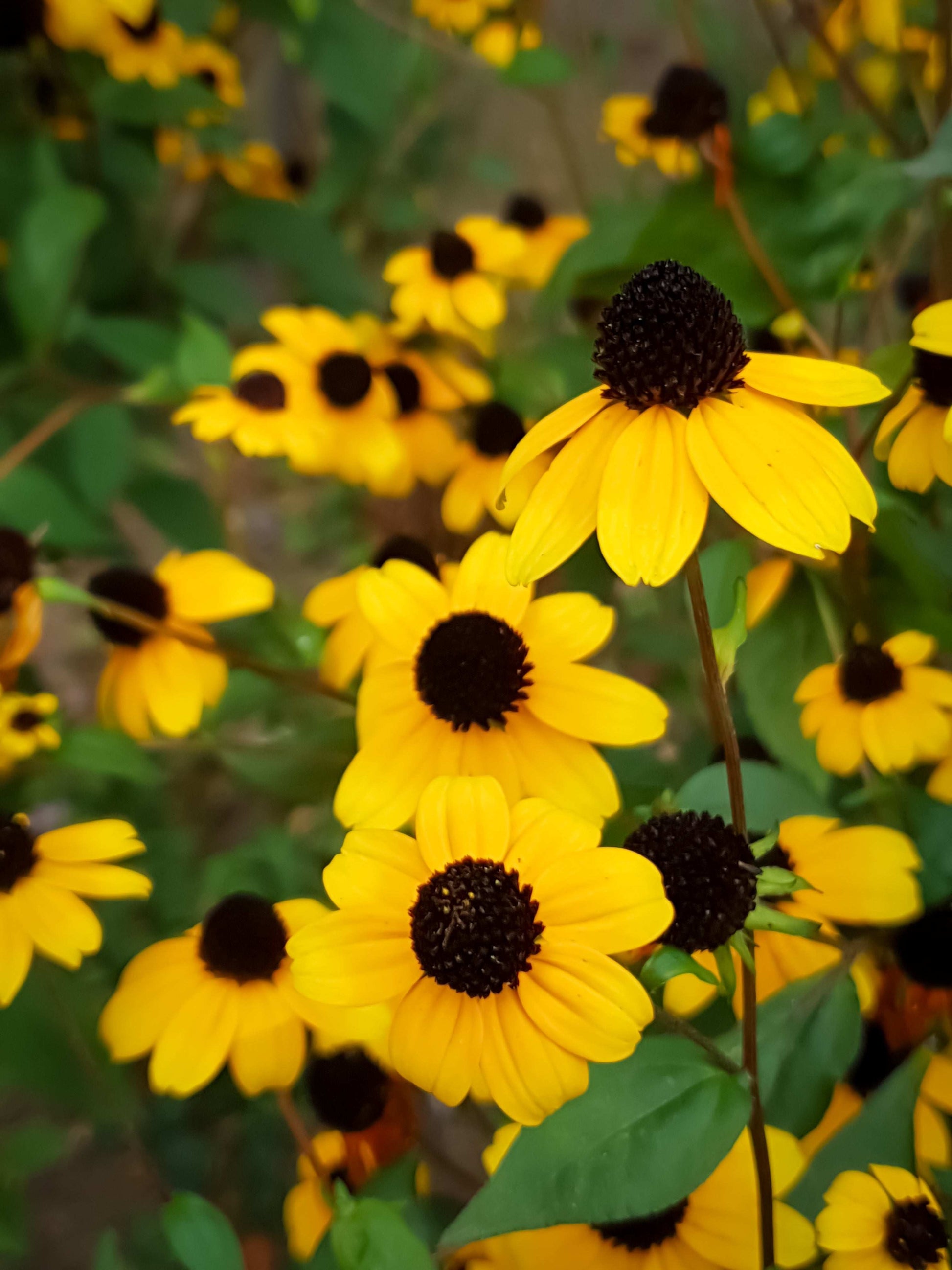 Rudbeckia triloba (brown-eyed Susan)