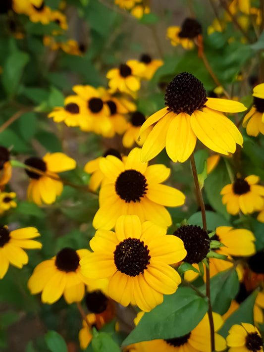 Rudbeckia triloba (brown-eyed Susan)