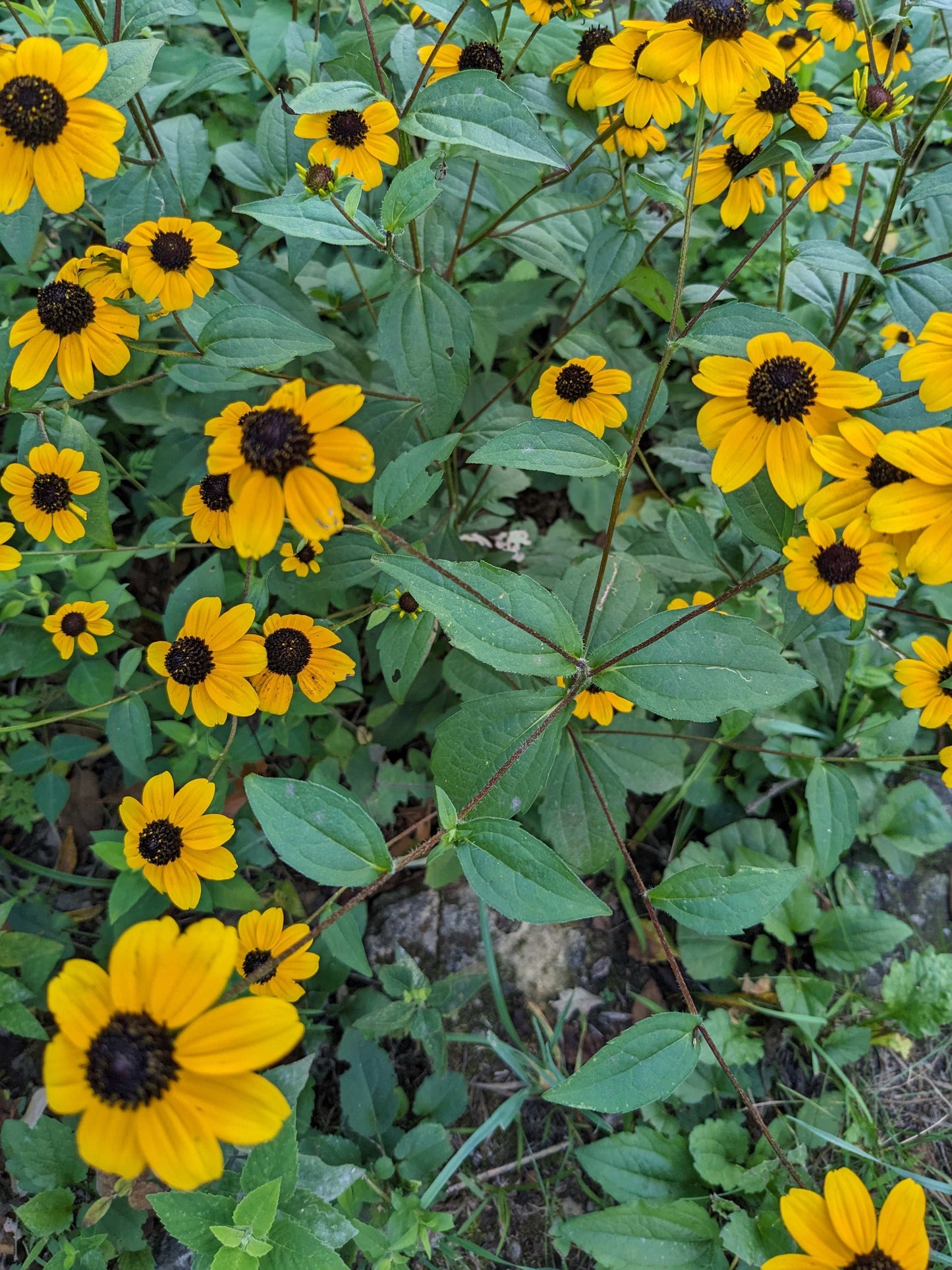 Rudbeckia triloba (brown-eyed Susan)