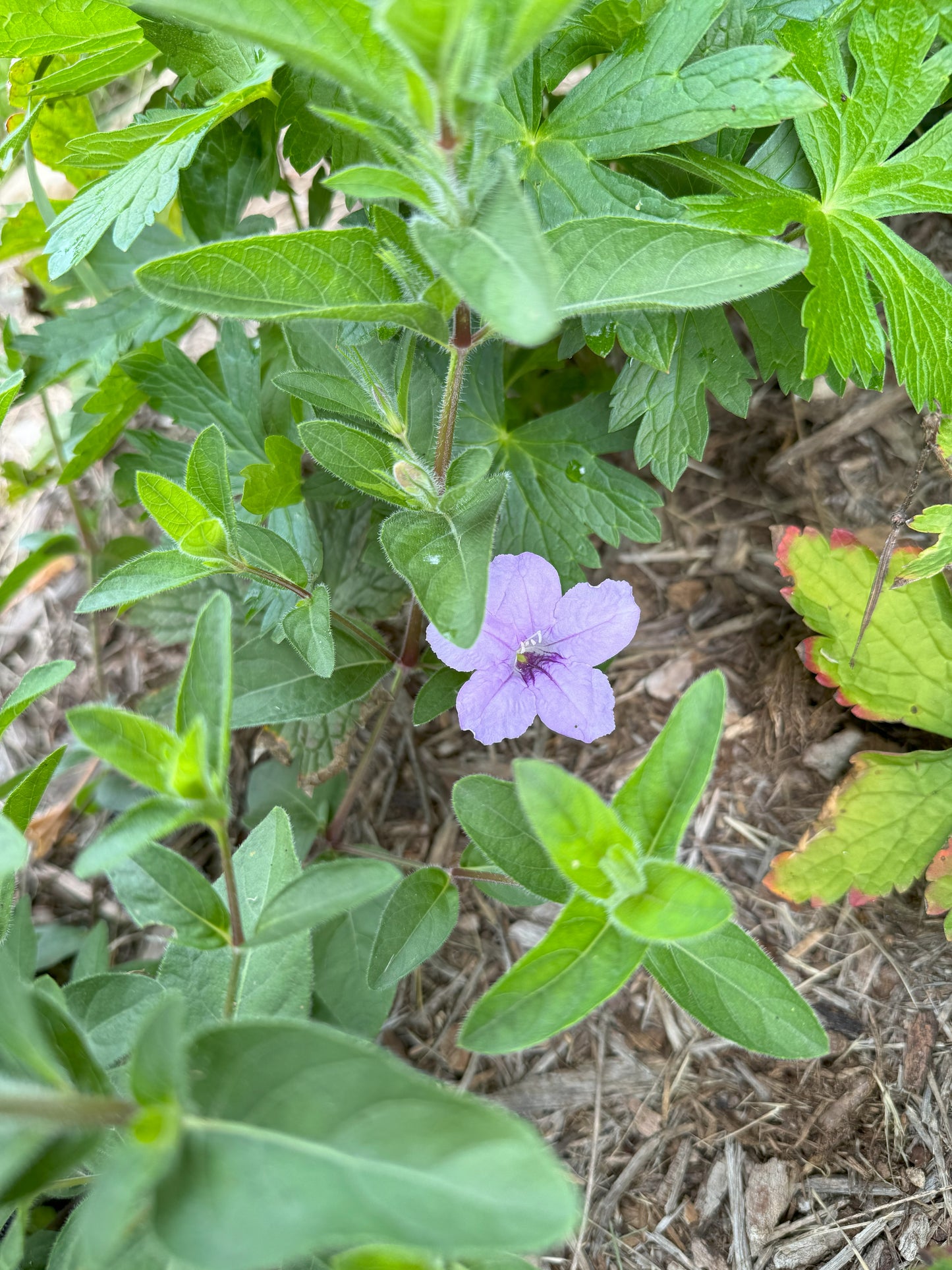 Ruellia humilis (wild petunia)