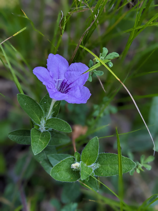 Ruellia humilis (wild petunia)