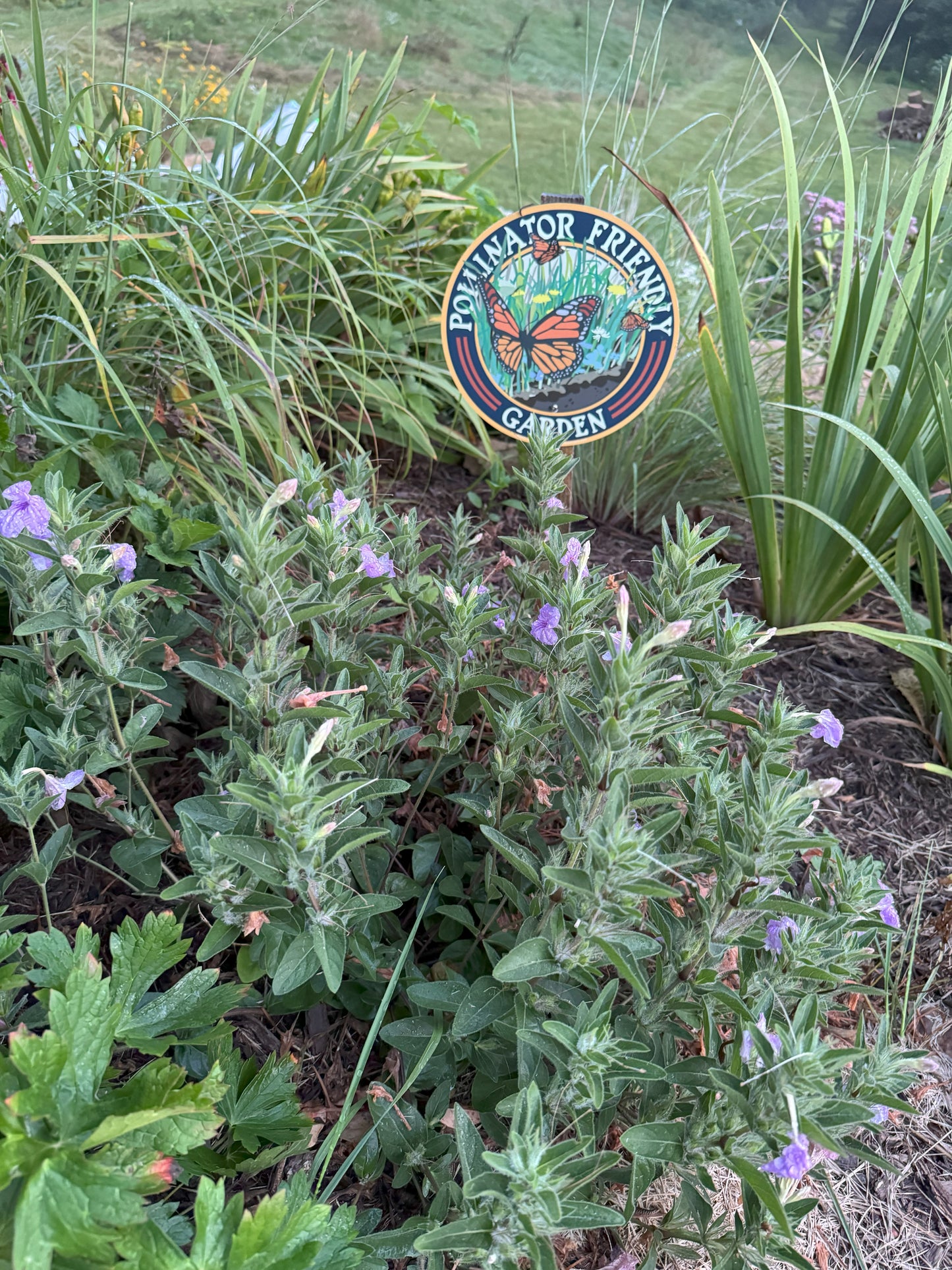 Ruellia humilis (wild petunia)