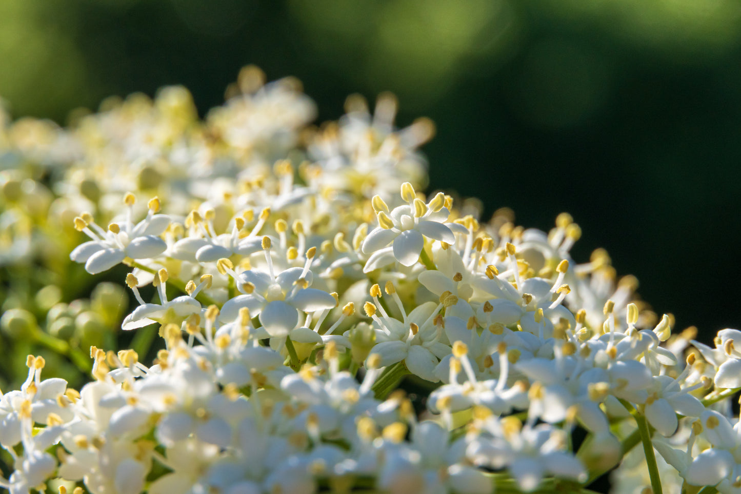 Sambucus canadensis (American elderberry)