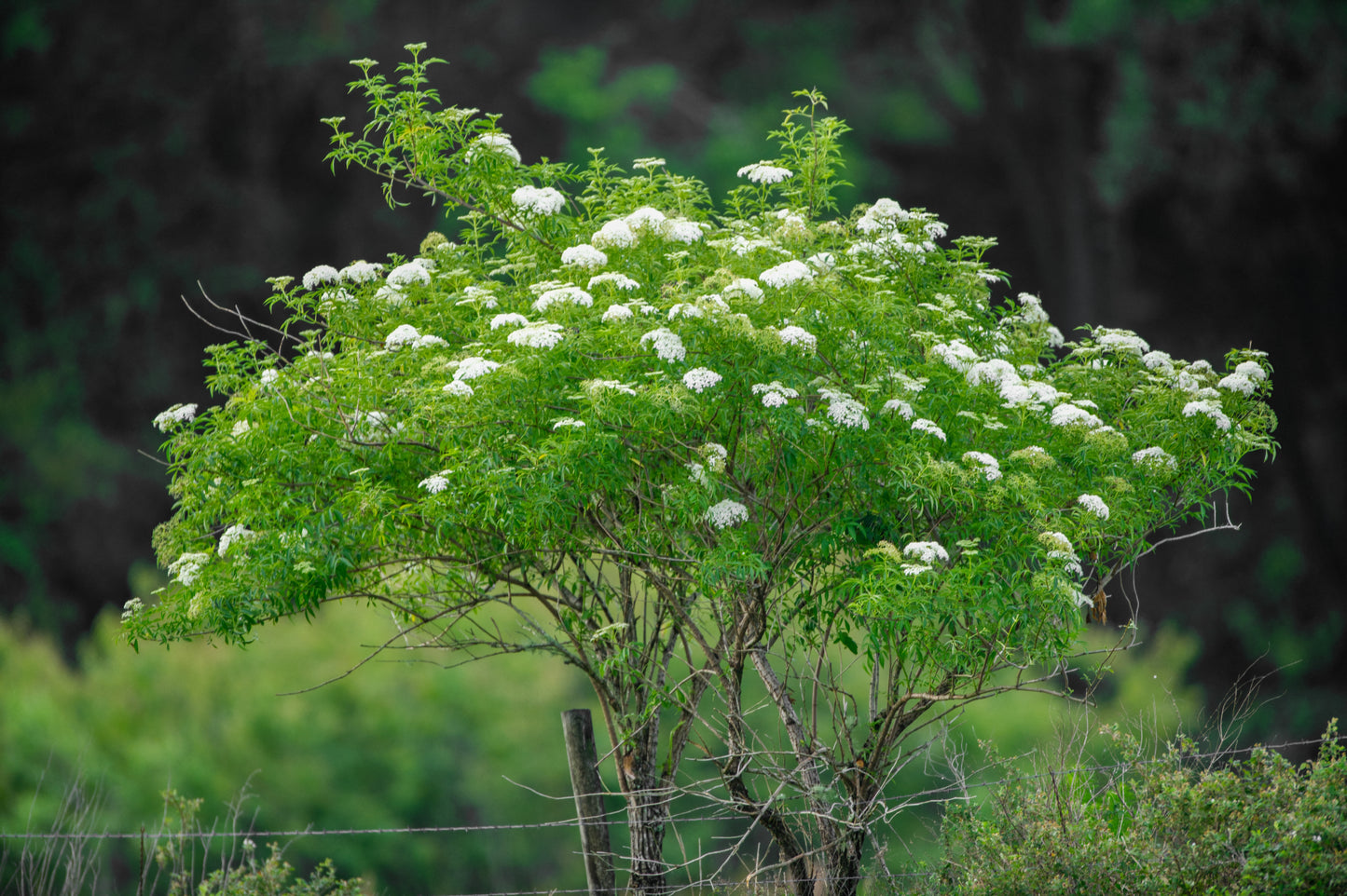 Sambucus canadensis (American elderberry)