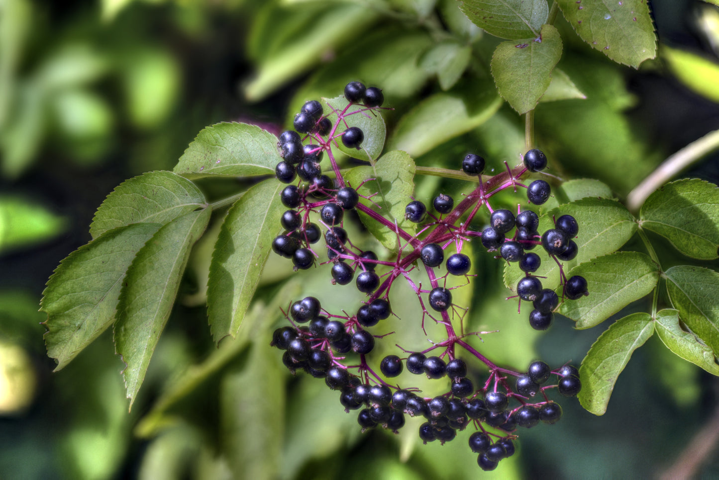Sambucus canadensis (American elderberry)